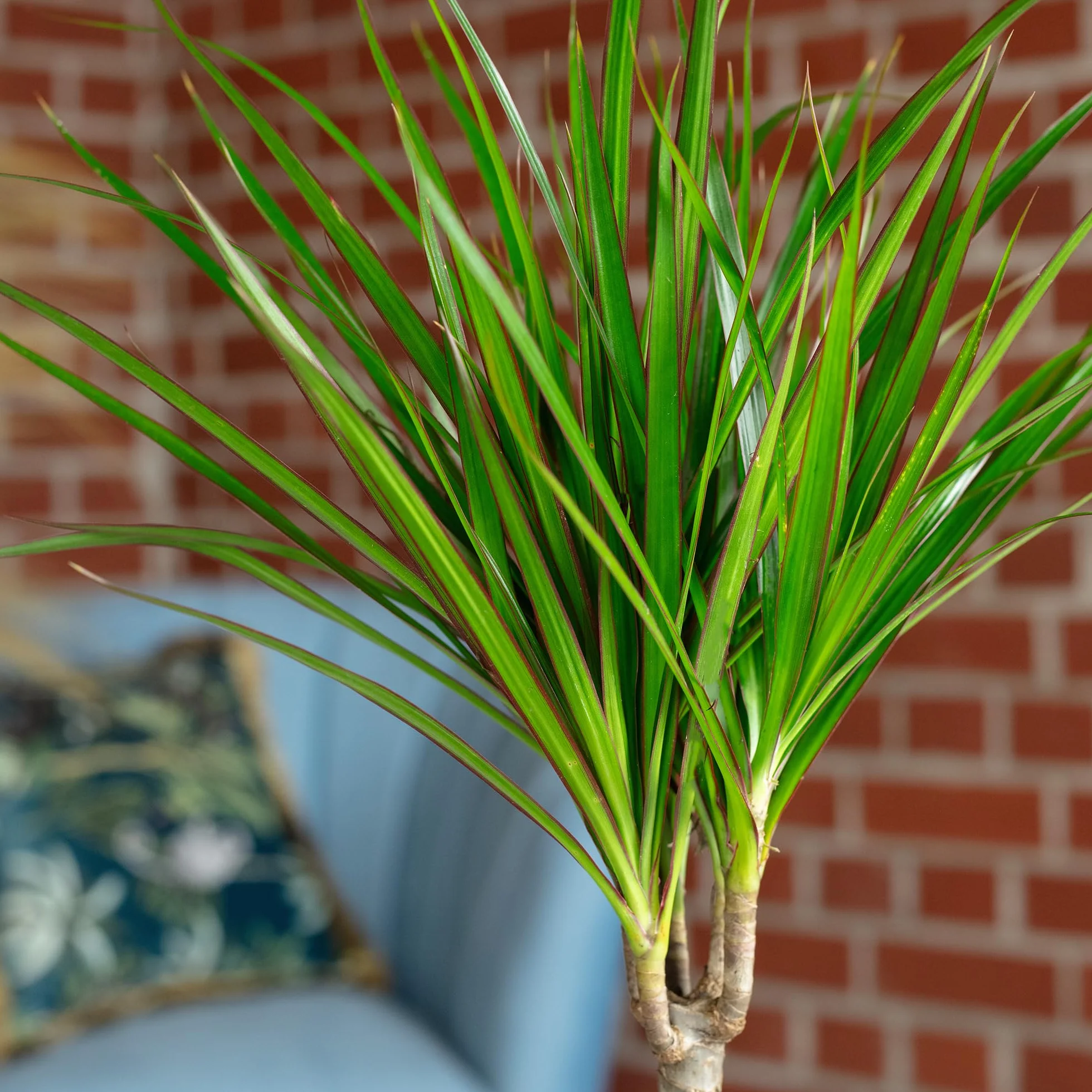 Dracaena Marginata Plante d'intérieur 35 cm Pot 12 cm