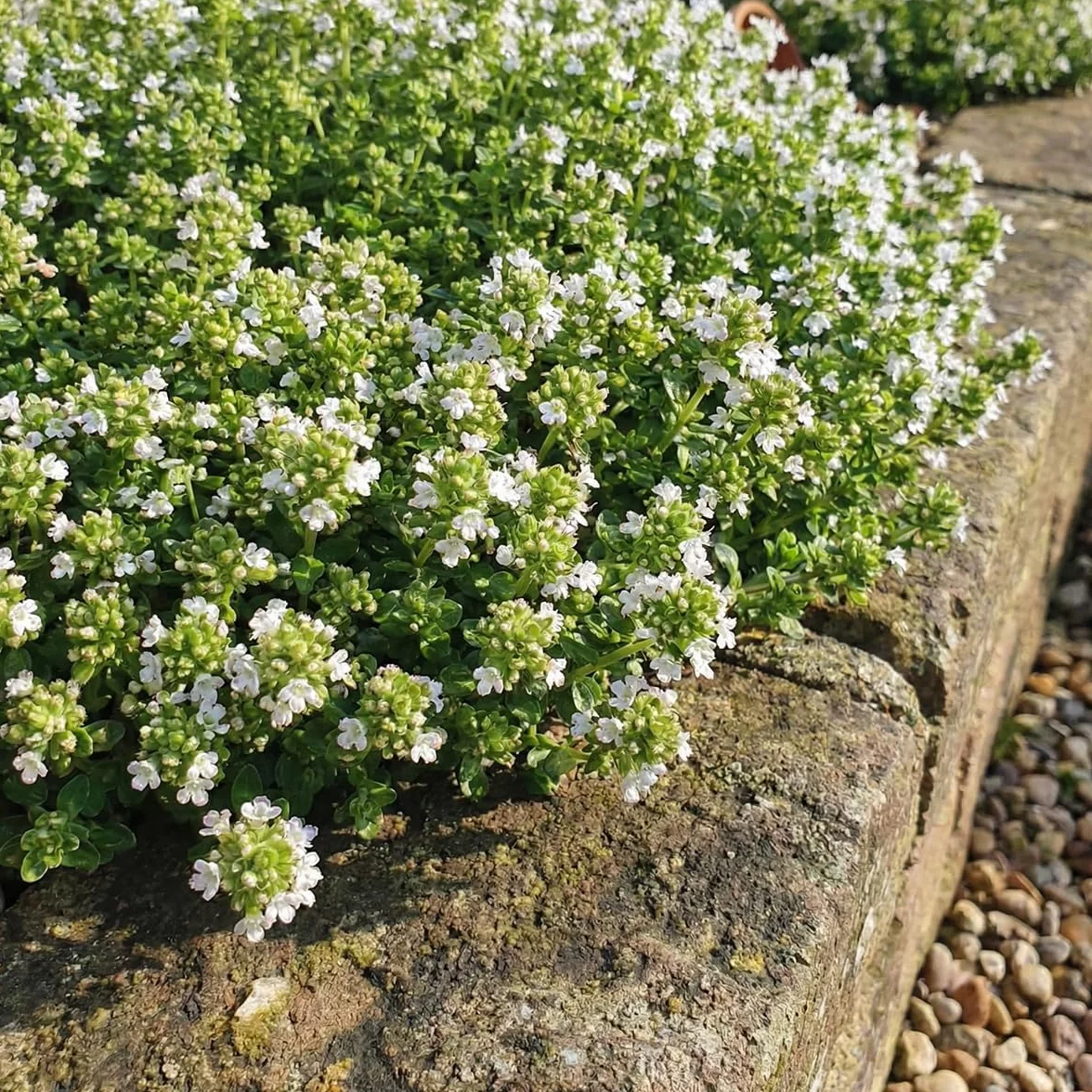 Bloomique Thymus Albiflorus Thym Rampant Rustique Vivace Couvre-sol 10-20 cm Pot 9 cm