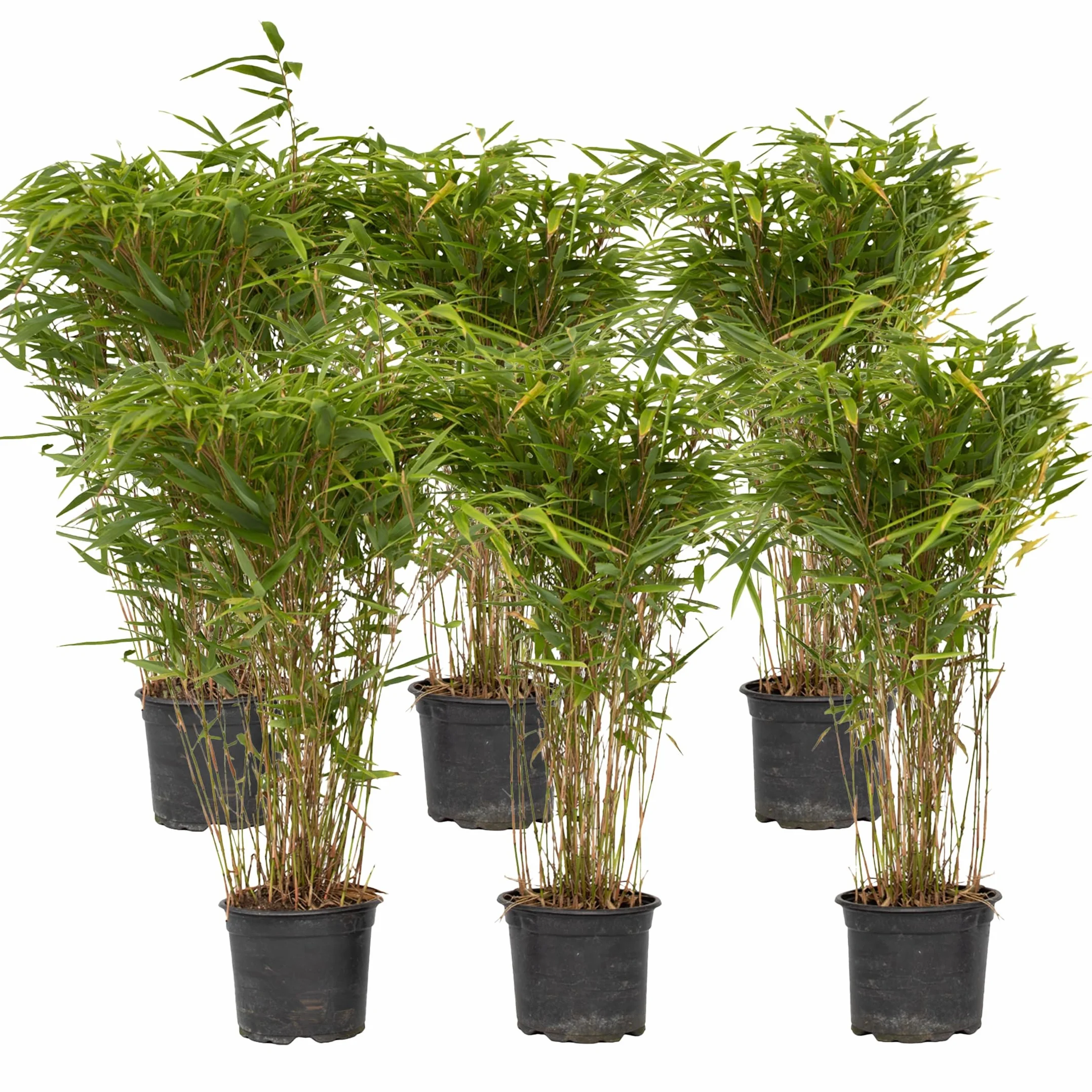 Fargesia nitida 'Gansu' Bambou sacré non traçant Pot 17cm 50-70cm Set de 6