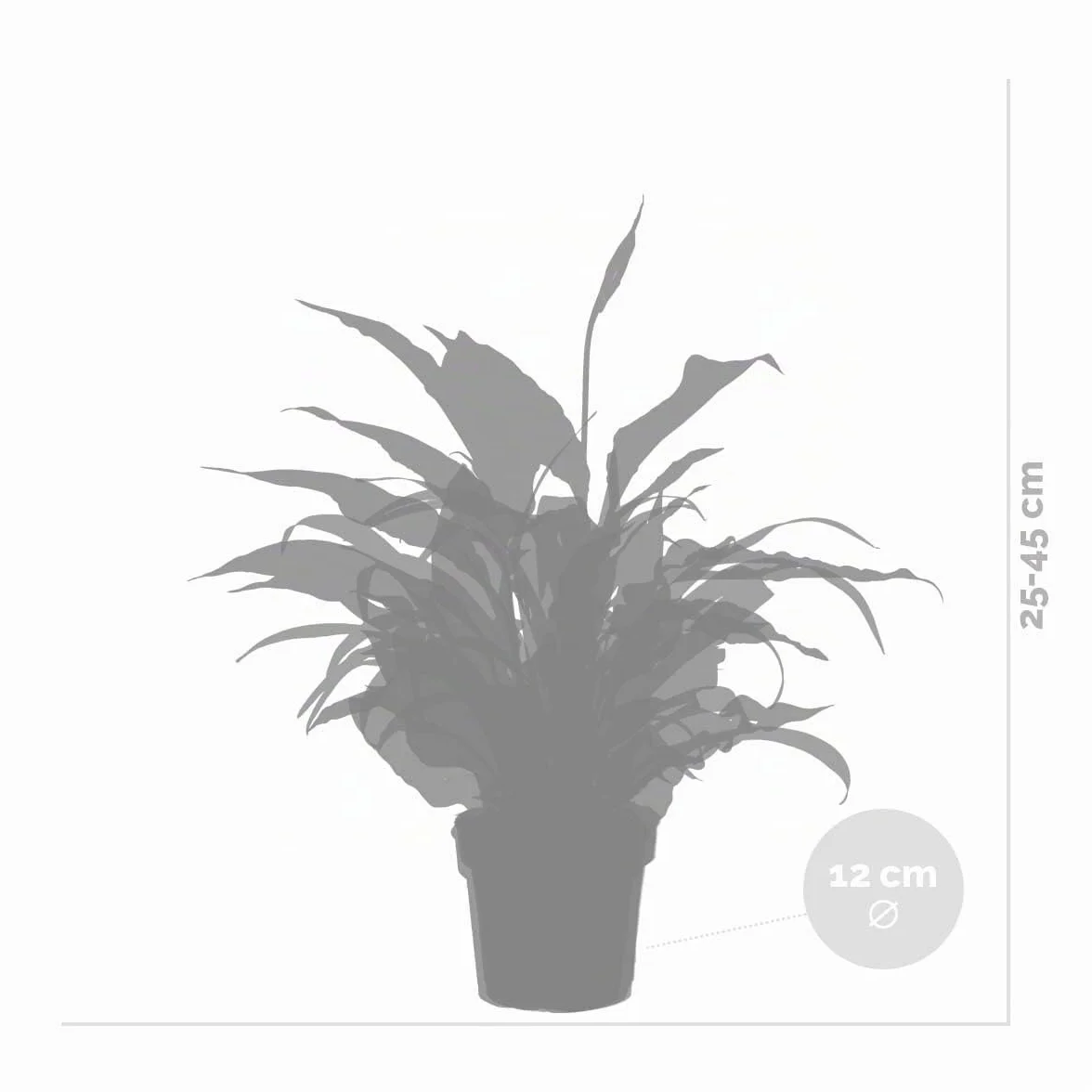 Bloomique Lot de 3 Spathiphyllum Asplenium Chlorophytum Dépolluantes 25-45 cm