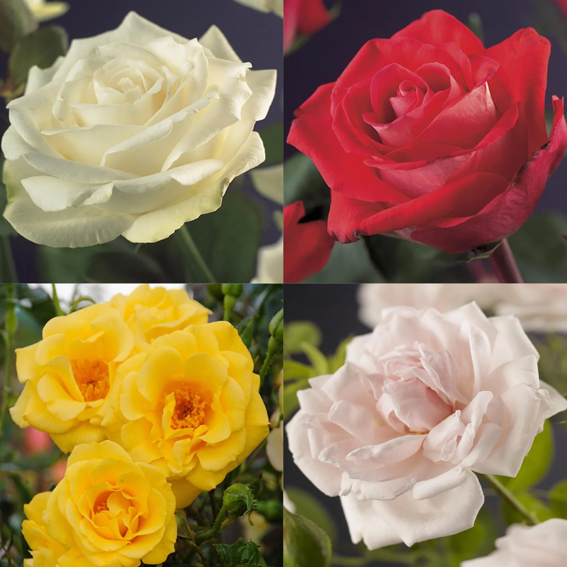 GreenboutiQ Rosier grimpant Rosa Rainbow Fleurs Rose Blanc Jaune Rouge 4 plantes Pot 11cm Hauteur 40cm