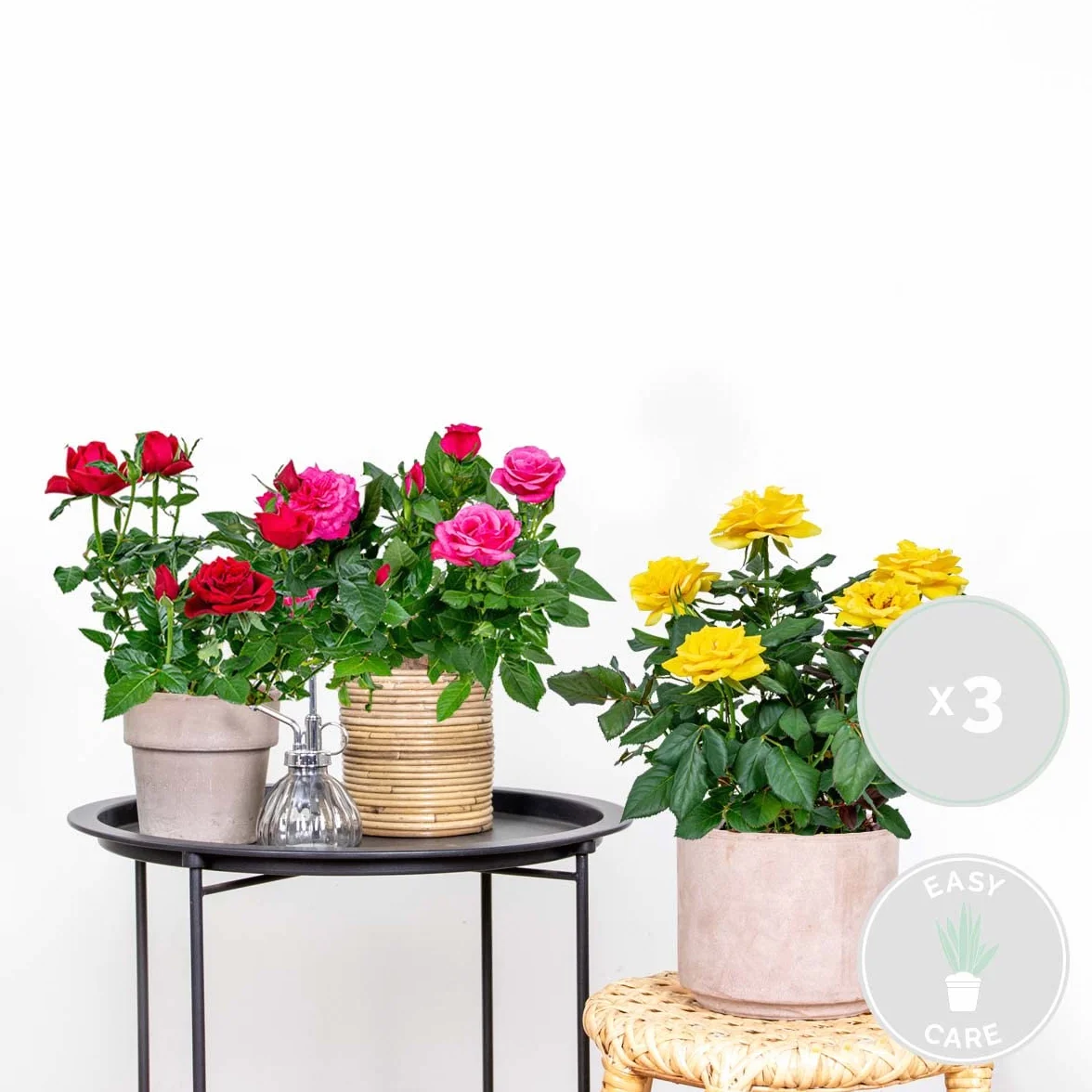 Bloomique Lot de 3 Rosiers Nains Rouge Jaune Rose Plantes d’intérieur & extérieur Hauteur 20-30 cm Pot 12 cm