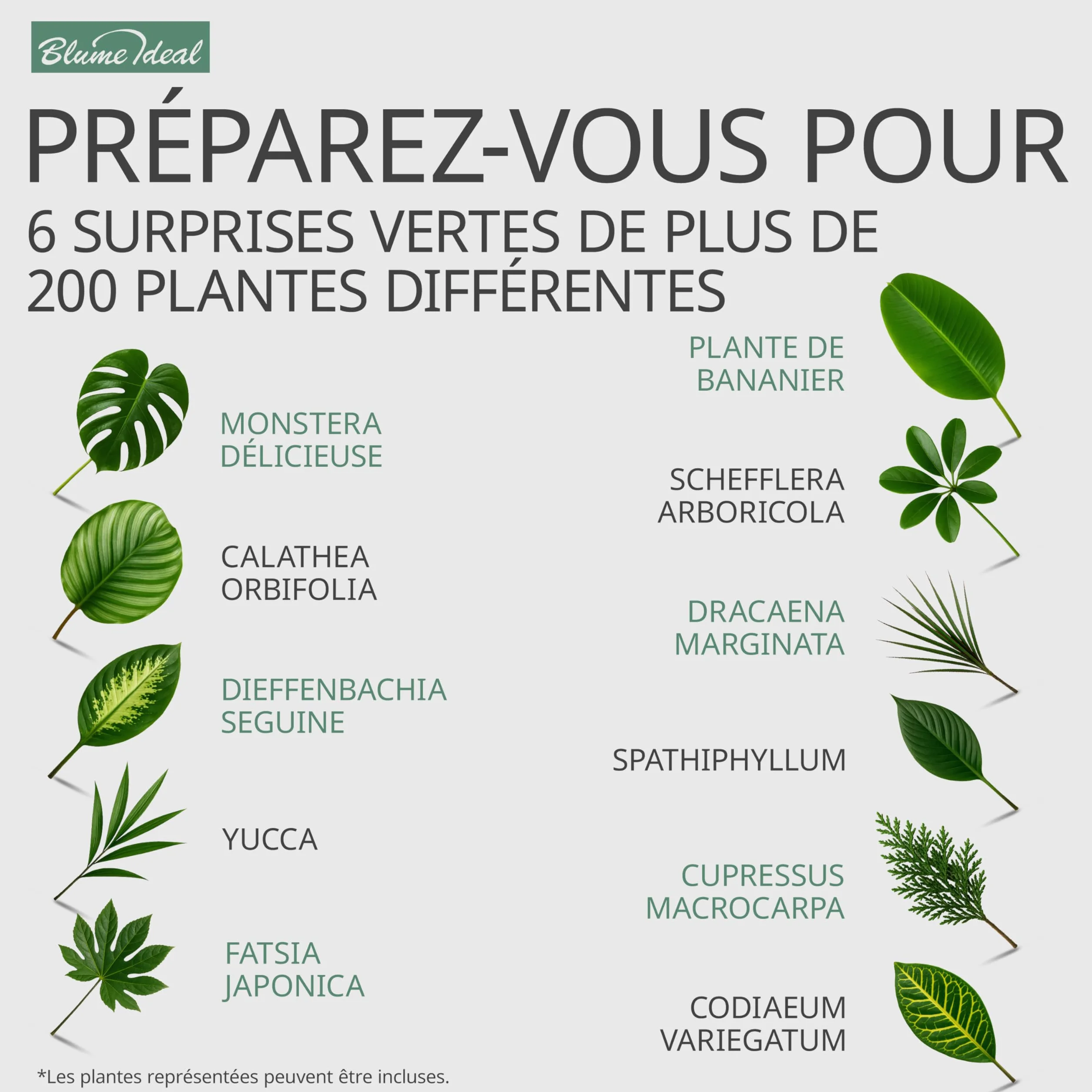 Lot de 8 plantes 40-70 cm Pot ø 12-15 cm Plantes intérieur