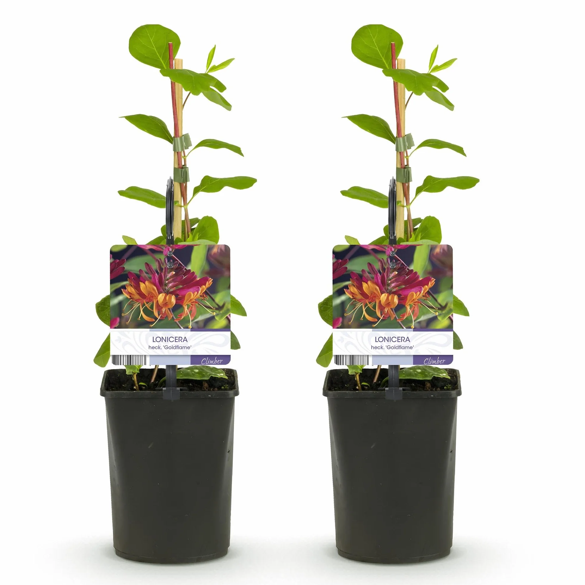 Lonicera heckrottii Goldflame Chèvrefeuille 2 plantes Pot 11cm Hauteur 40cm