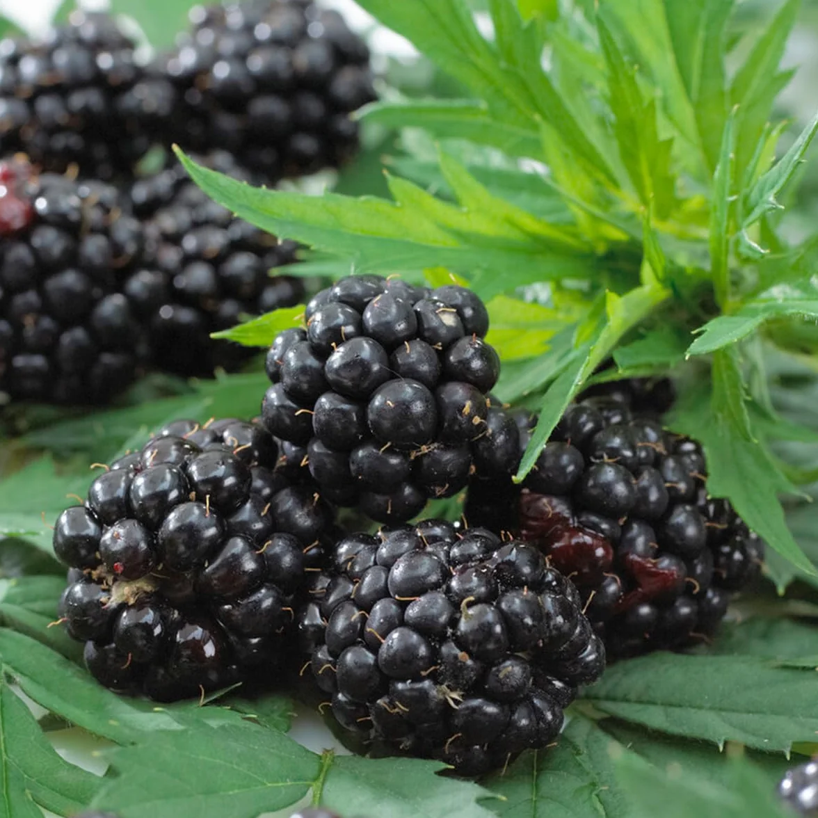Bloomique Rubus Fruticosus 'Thornfree' Mûrier Plantes fruitières Pot 14 cm Hauteur 60-70cm