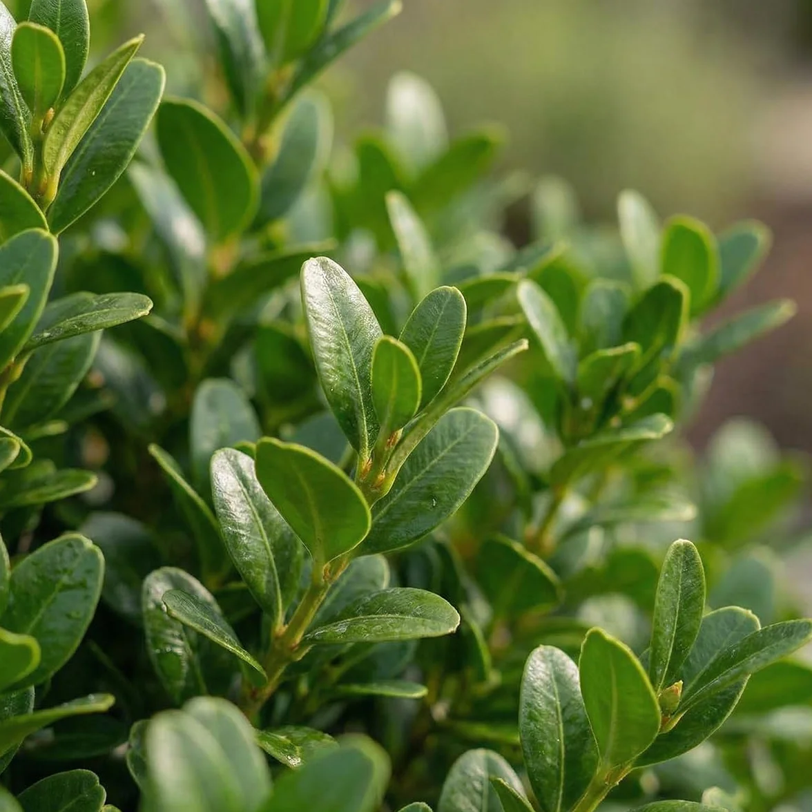 Ilex crenata Jenny - Houx japonais - Lot de 6 - Plante rustique - Hauteur 10-20 cm - Pot 10 cm