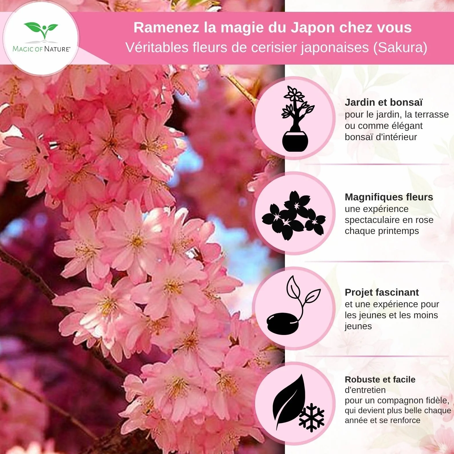 Magic of Nature Cerisier du Japon Graines de Sakura 10 Pcs - Semis Rustique Arbuste Jardin Bonsaï