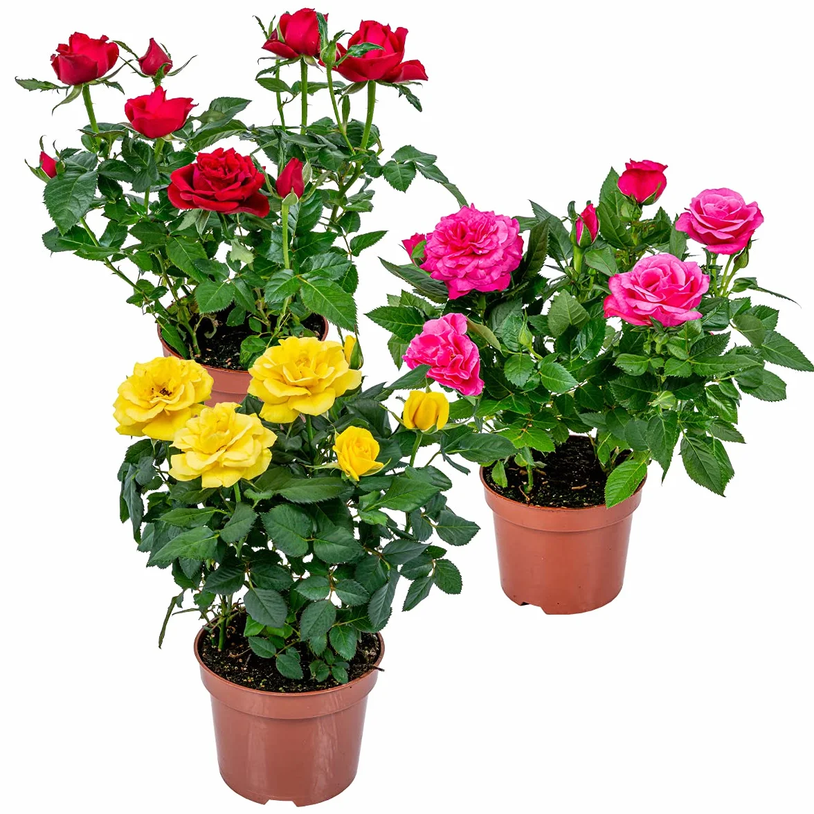 Bloomique Lot de 3 Rosiers Nains Rouge Jaune Rose Plantes d’intérieur & extérieur Hauteur 20-30 cm Pot 12 cm