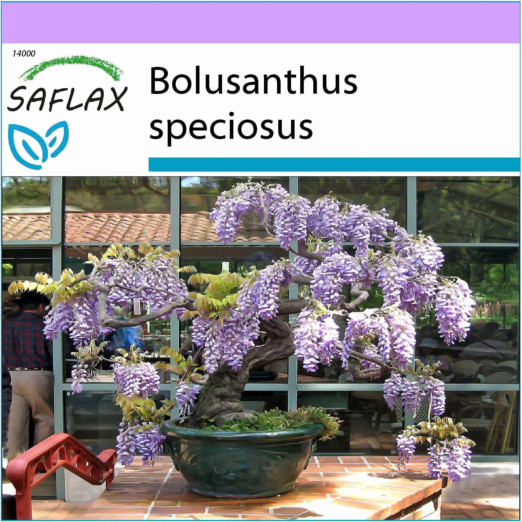 SAFLAX Glycine arbre Bolusanthus speciosus 15 graines