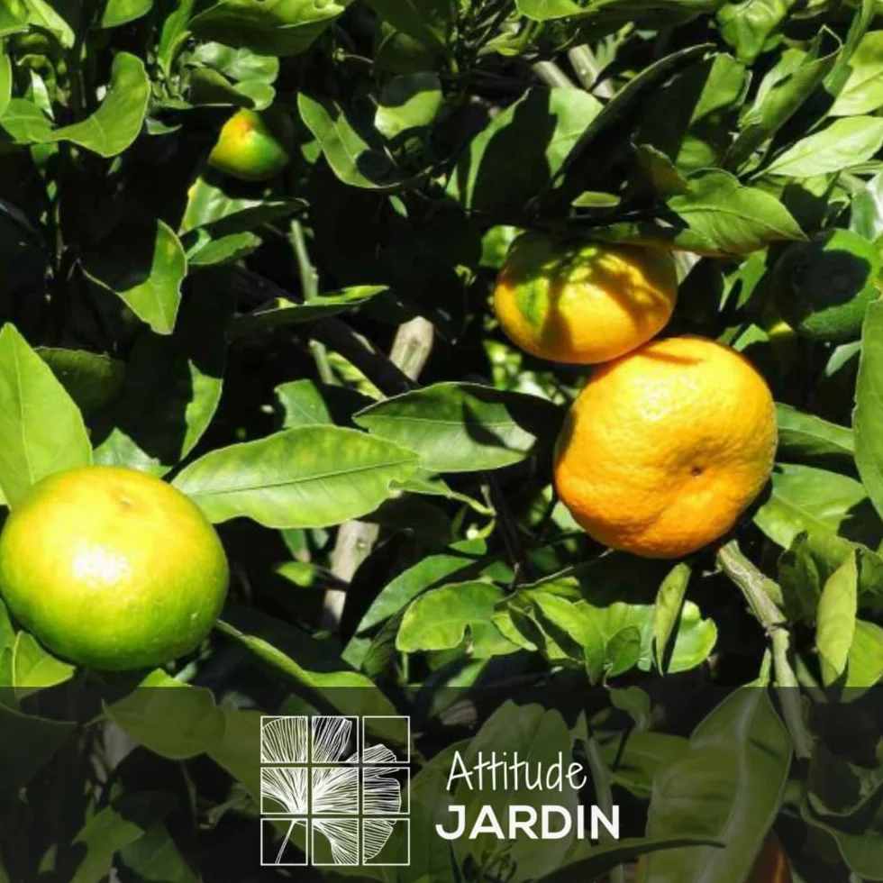 Attitude Jardin Mandarinier Satsuma Citrus Unshiu Arbre Fruitier 75-85 cm ⌀ 22 cm Résiste au Gel