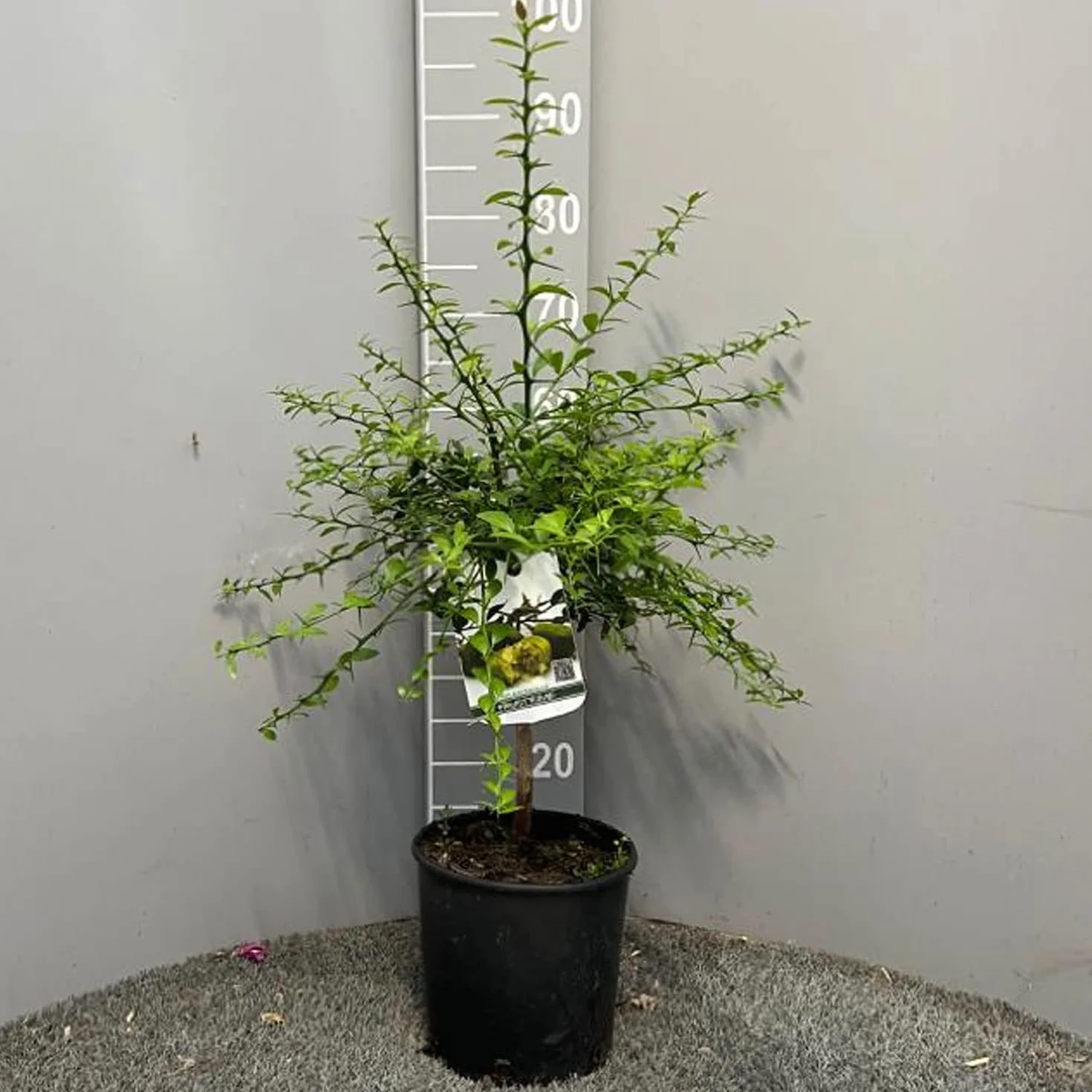 SAVINI VIVAI Citronnier Caviar Vert Faustrime Agrume Tilleul 20 cm Hauteur 50-70 cm 2 Ans de Greffe
