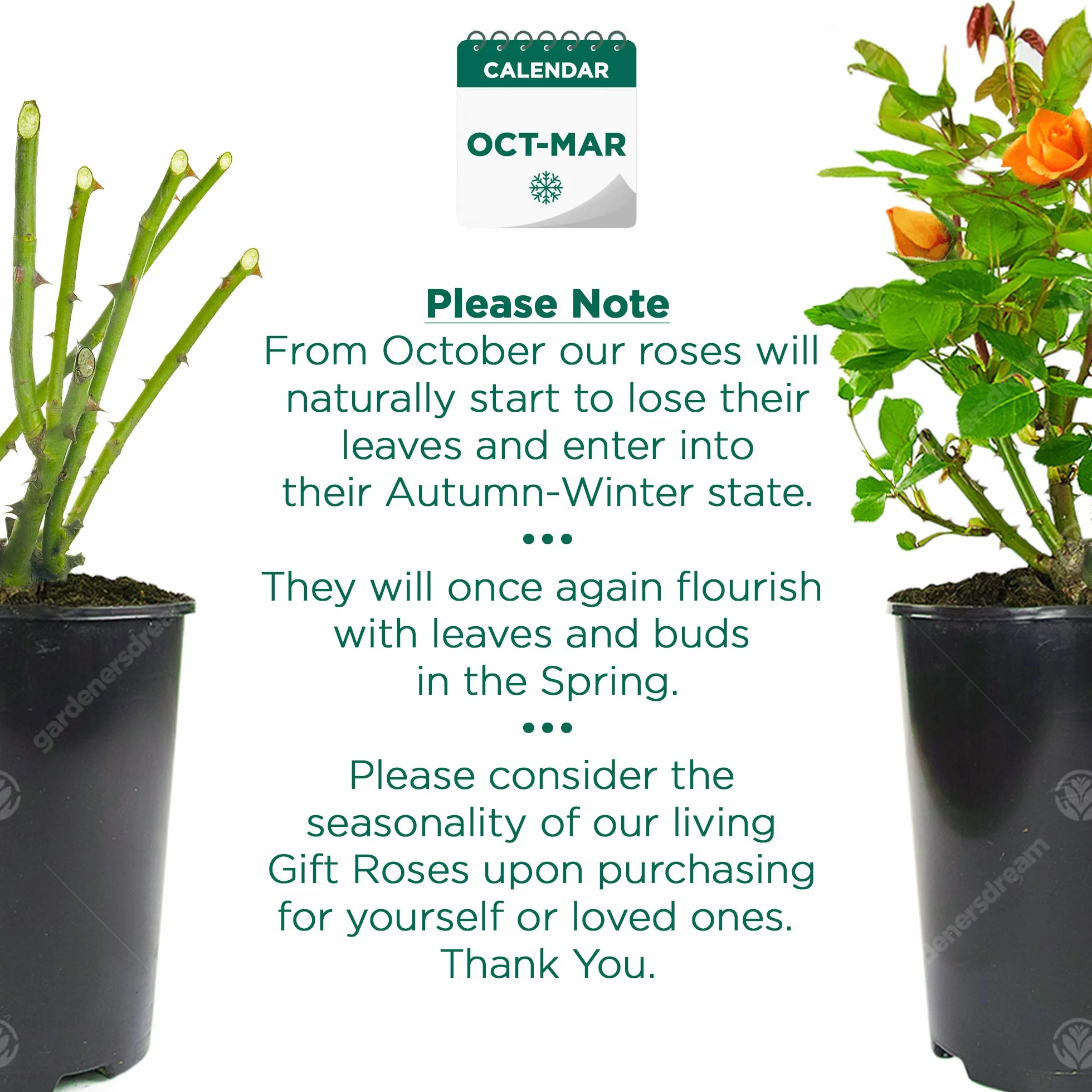 Rosier Orange en pot – Rosiers de jardin haut de gamme avec fleurs colorées en été