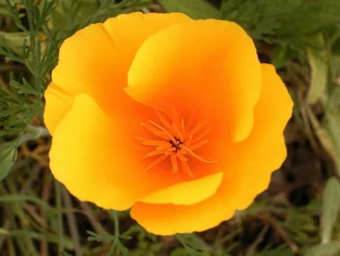 Pavot de Californie Graines de fleurs 1000 Orange