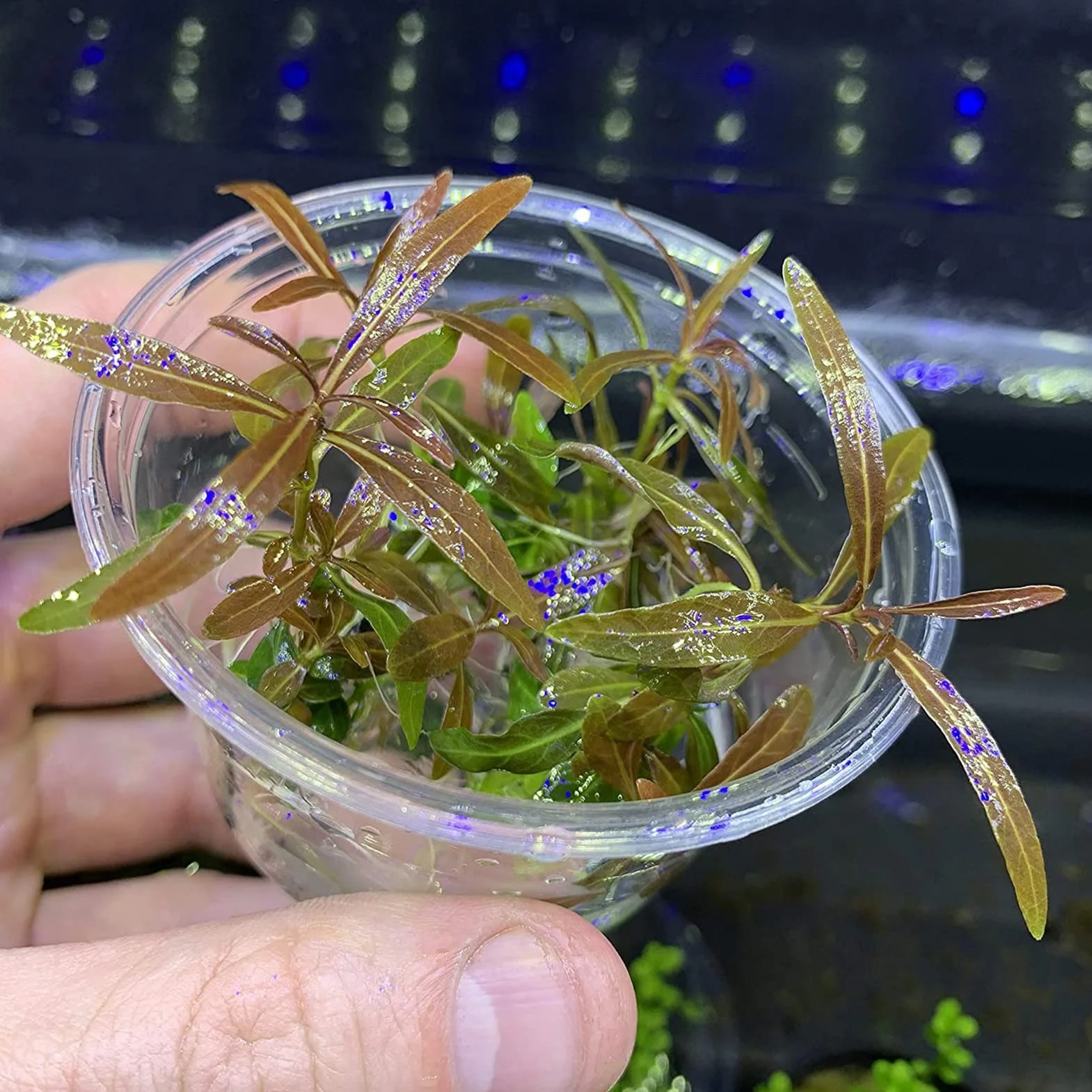 Graines de Potamogeton Crispus, 100pcs Plantes aquatiques pour étang
