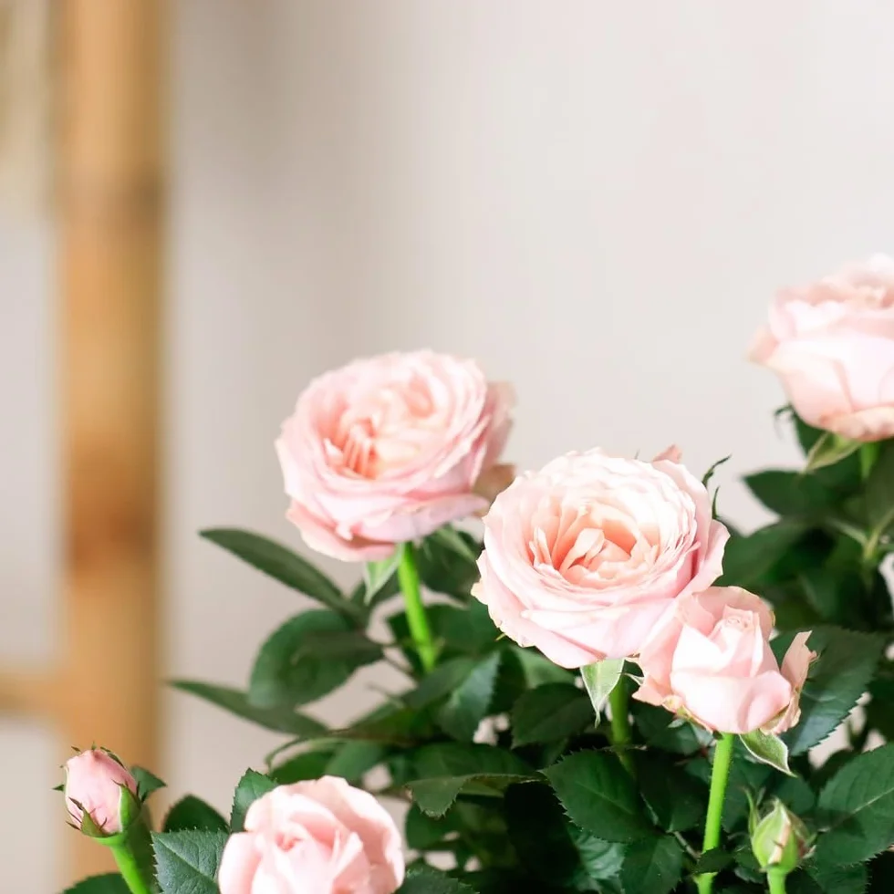 Rosier Rose Avec Cache Pot Plante d'Intérieur Exterieur Cadeau Fête des Mères