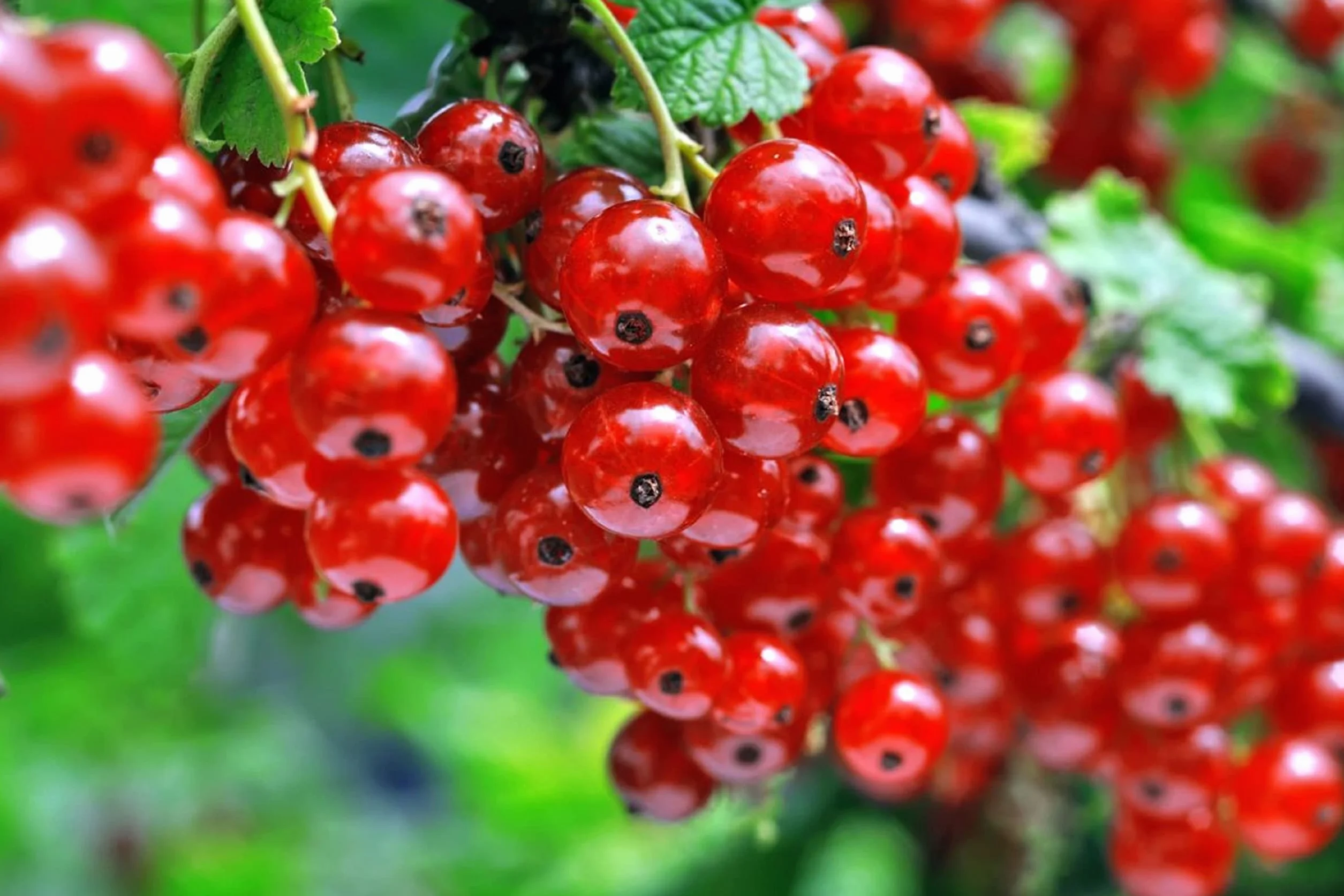 Groseillier à grappe Rouge - 50 Graines - Semences Paysannes Reproductibles