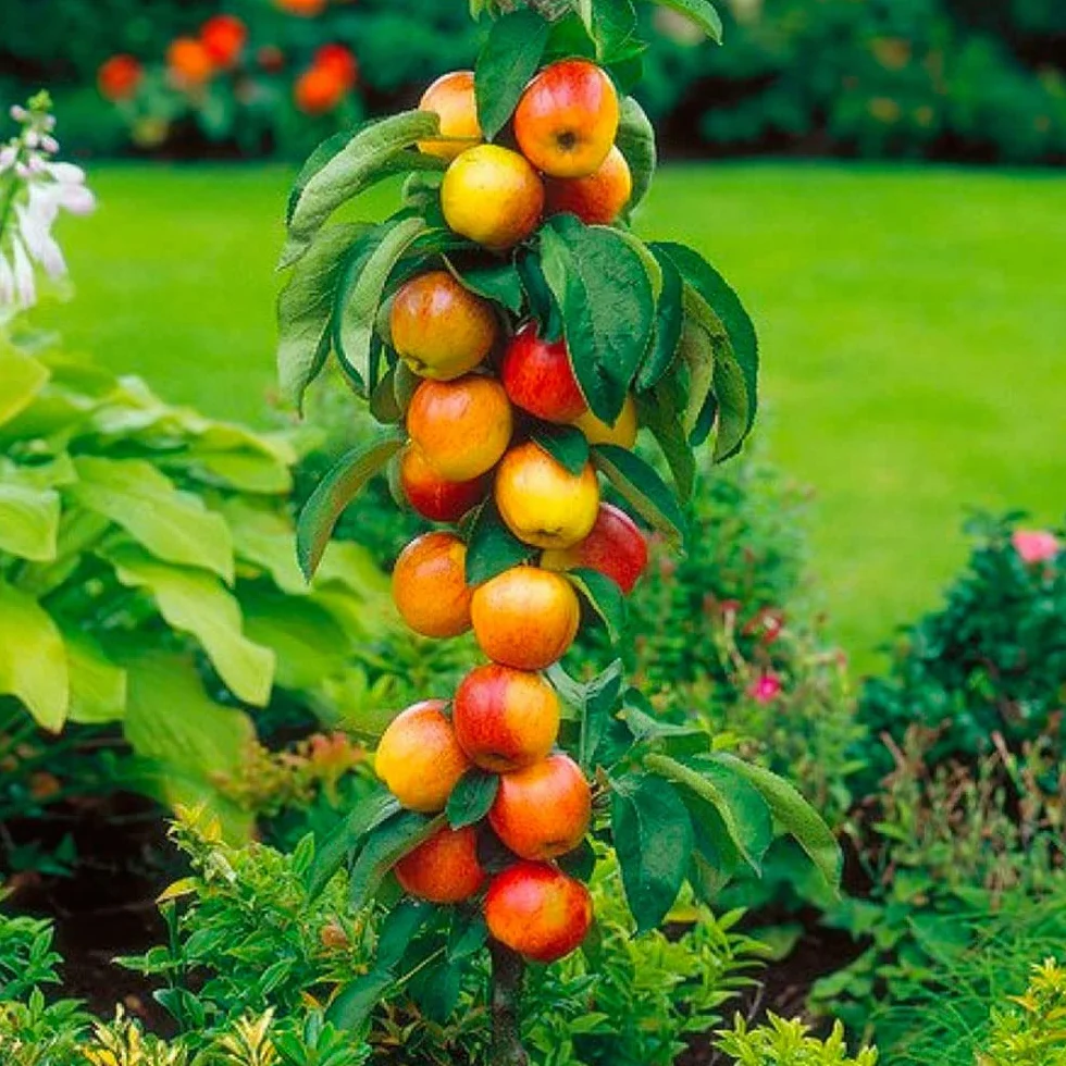 Arbres fruitiers colonnaires lot de 6 80/100 cm hauteur cerisiers pommiers poiriers