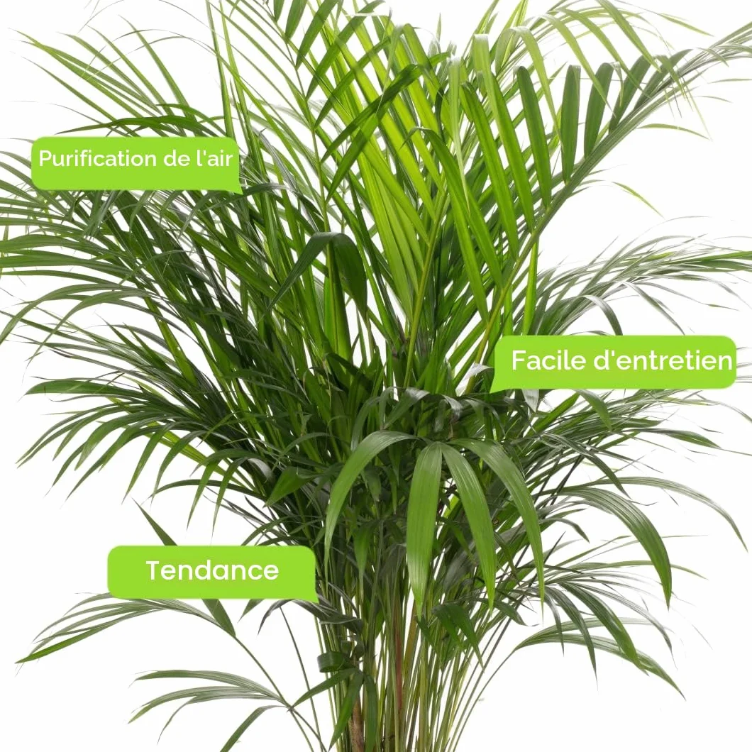 Areca Palme (palmier à fruits dorés) Plantes d'intérieur plantes avec pot 100-120 cm