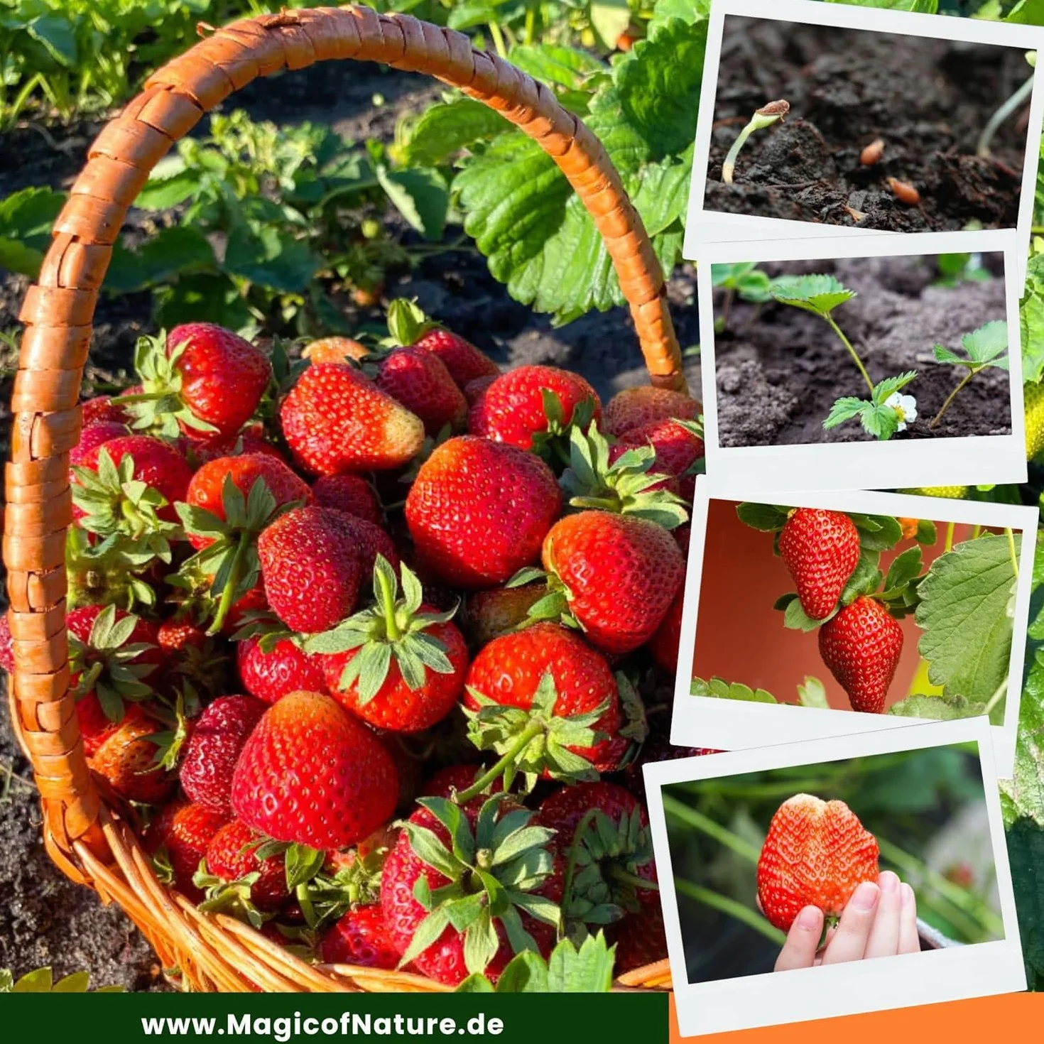 Graines de Fraises Géantes Giant 100 pcs – La plus grande fraise au monde – Fruits Sucrés – Rustique & Vivace