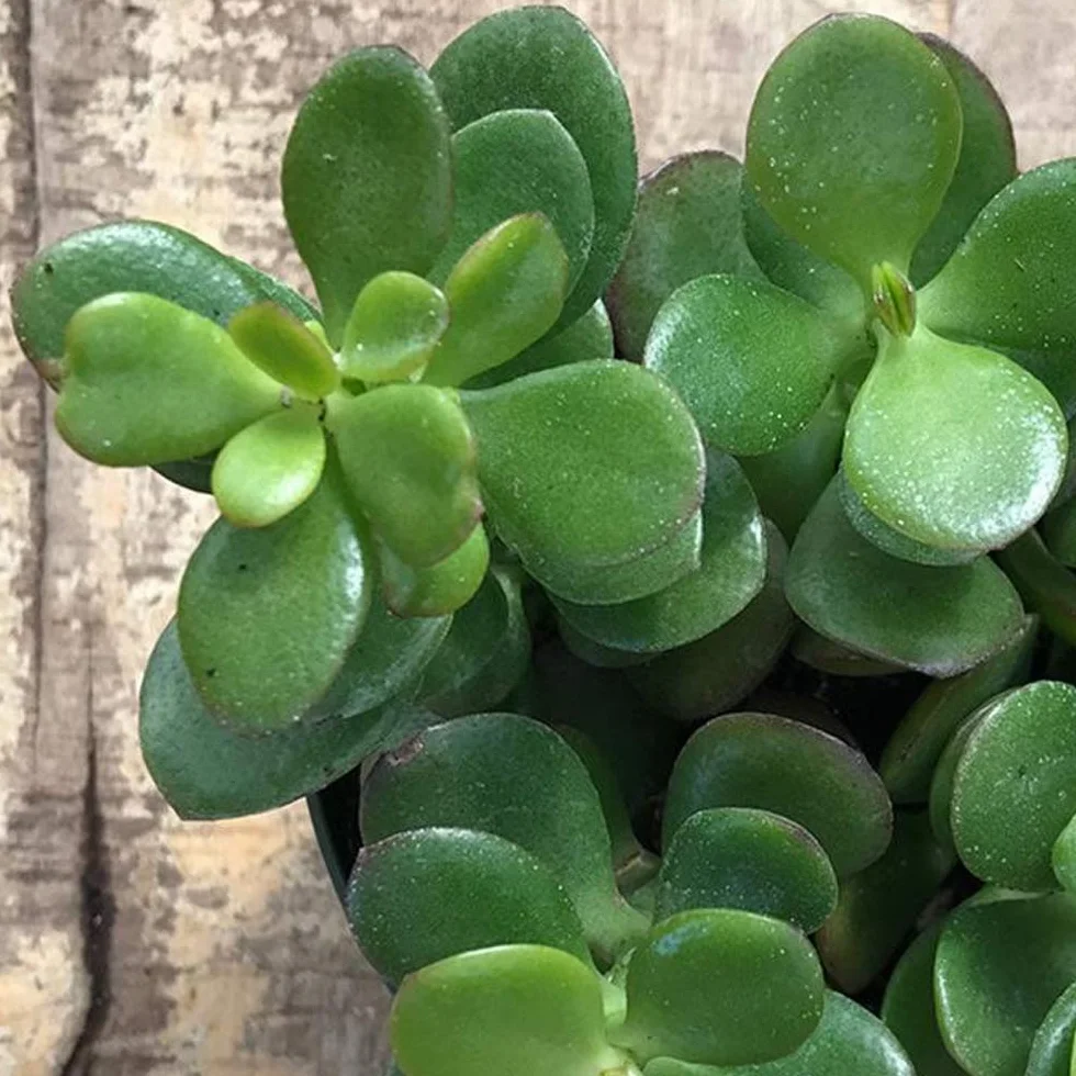Crassula Ovata Arbre de Jade Plante d'intérieur Ornementale