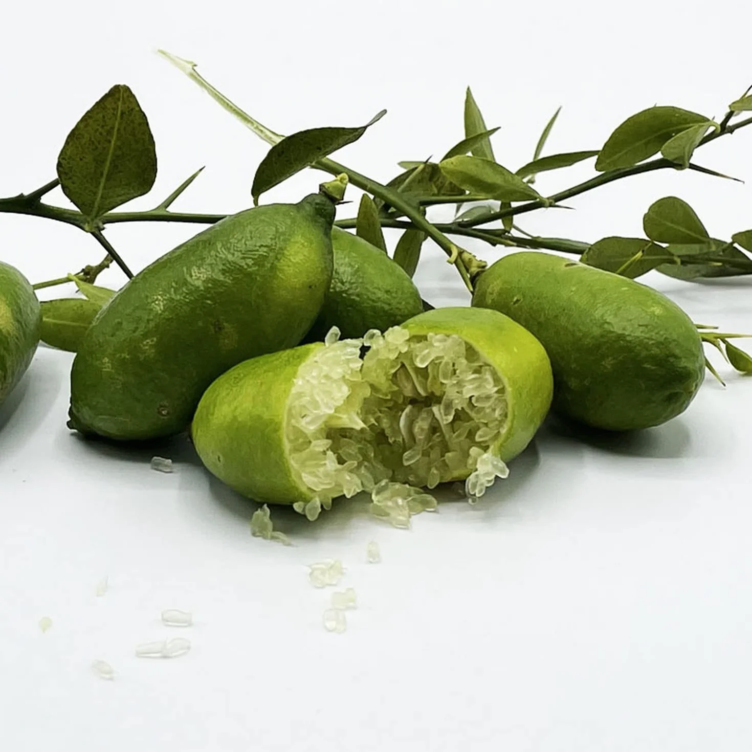 SAVINI VIVAI Citronnier Caviar Vert Faustrime Agrume Tilleul 20 cm Hauteur 50-70 cm 2 Ans de Greffe