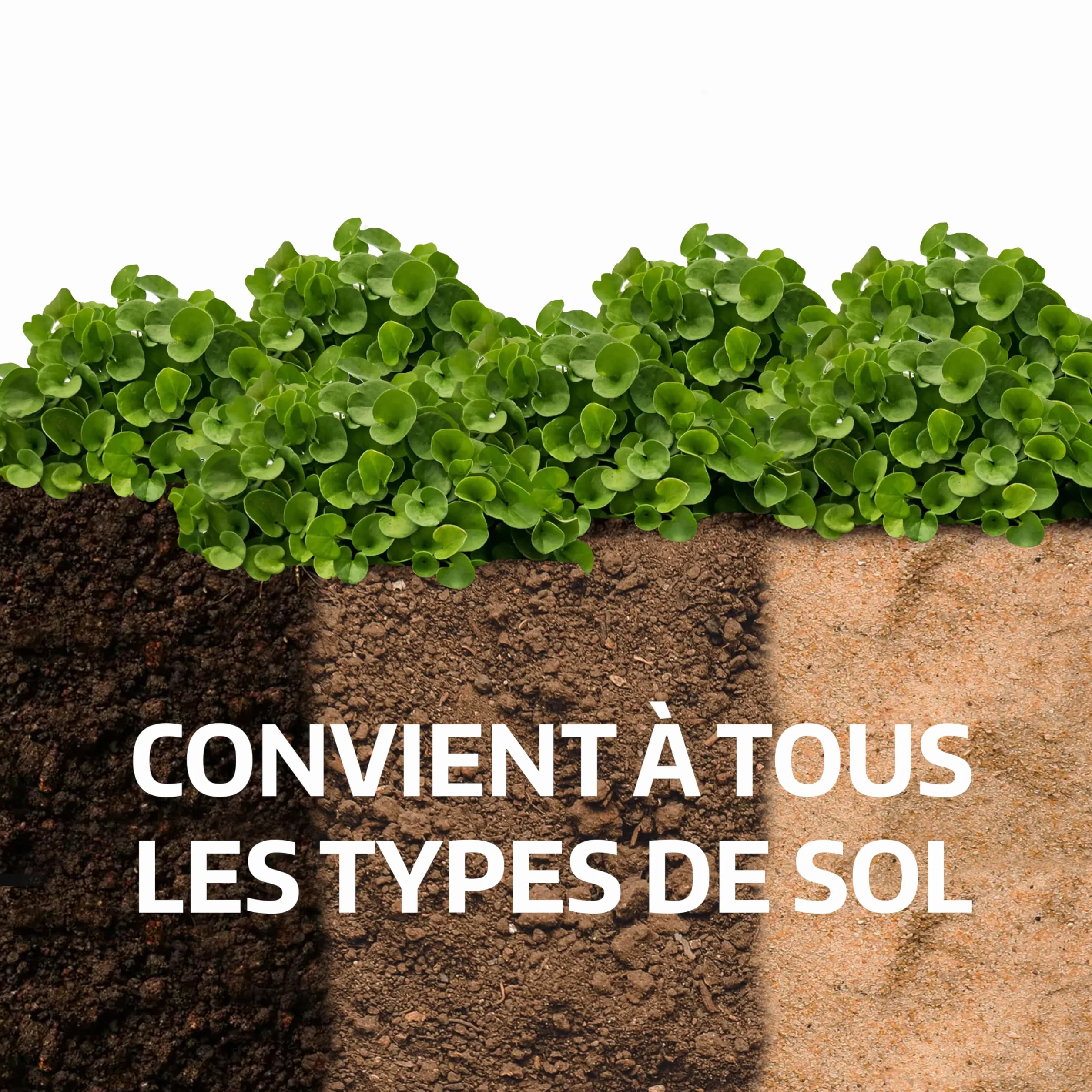 Dichondra repens gazon semer 20m² 200g résistance sécheresse zones ombragées ensoleillées micro trèfle