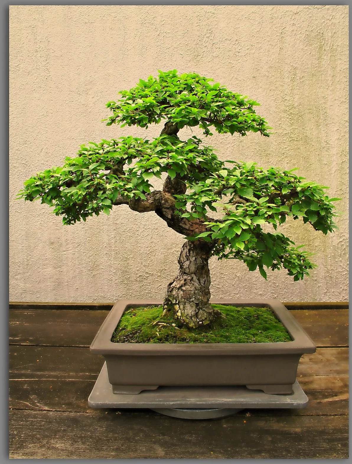Ensemble de graines de bonsaï 7 variétés - Graines de plantes d'intérieur