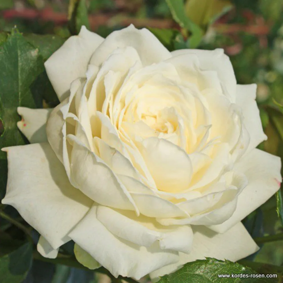 Rosa 'Bobbie James' Rosier pot 25-30 cm - La géante parfumée pour grands espaces