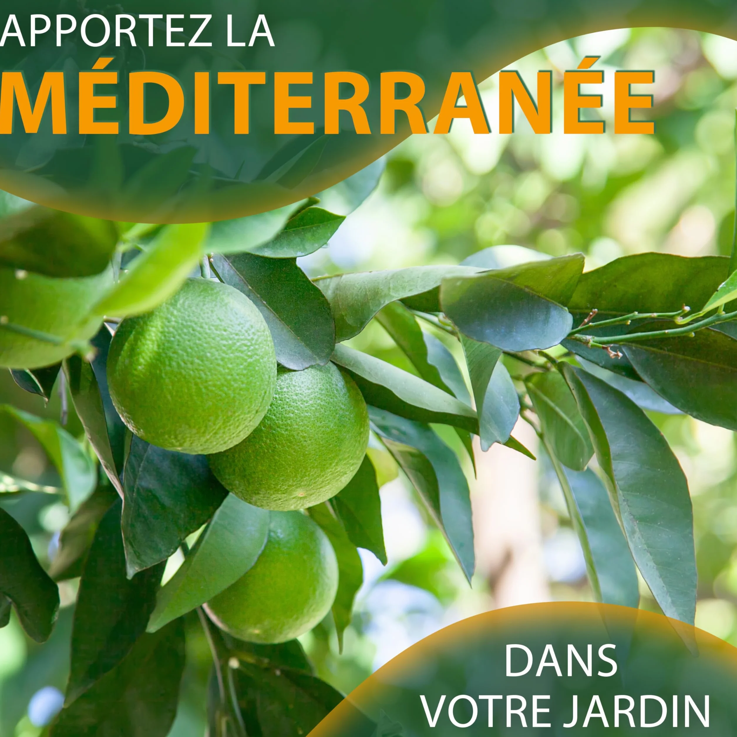 Sunny Tree Limettier 8 ans Citrus Latifolia 160 cm