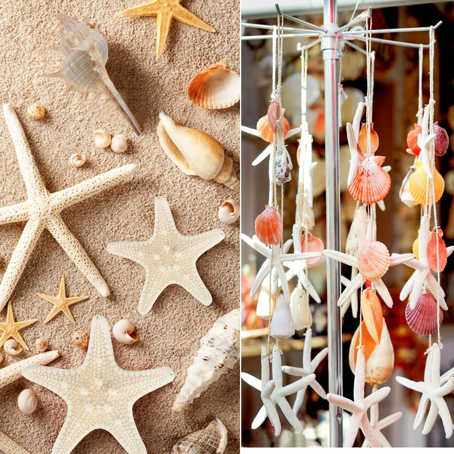 Coquillages Mixtes Marins 3-9cm pour Décoration Mariage