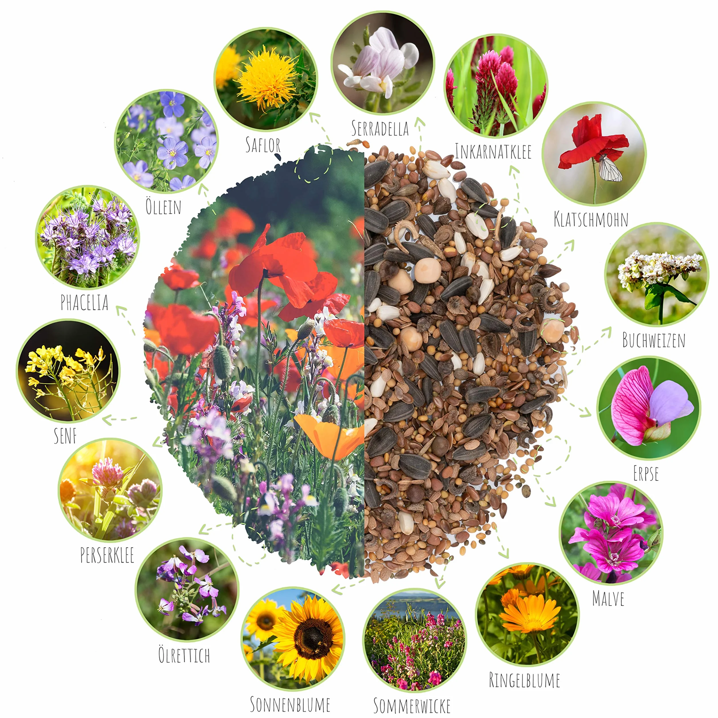 Graines de prairie à papillons 500 g - Mélange de fleurs sauvages riches en nectar