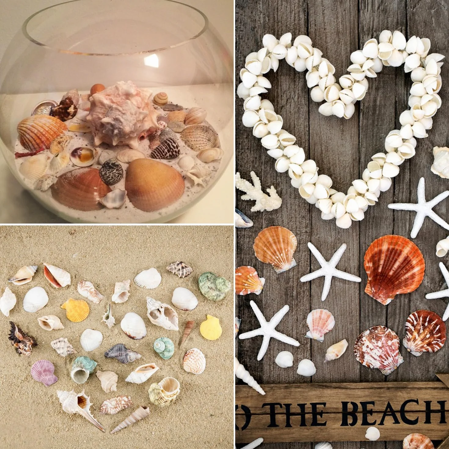 Coquillages Mixtes Marins 3-9cm pour Décoration Mariage