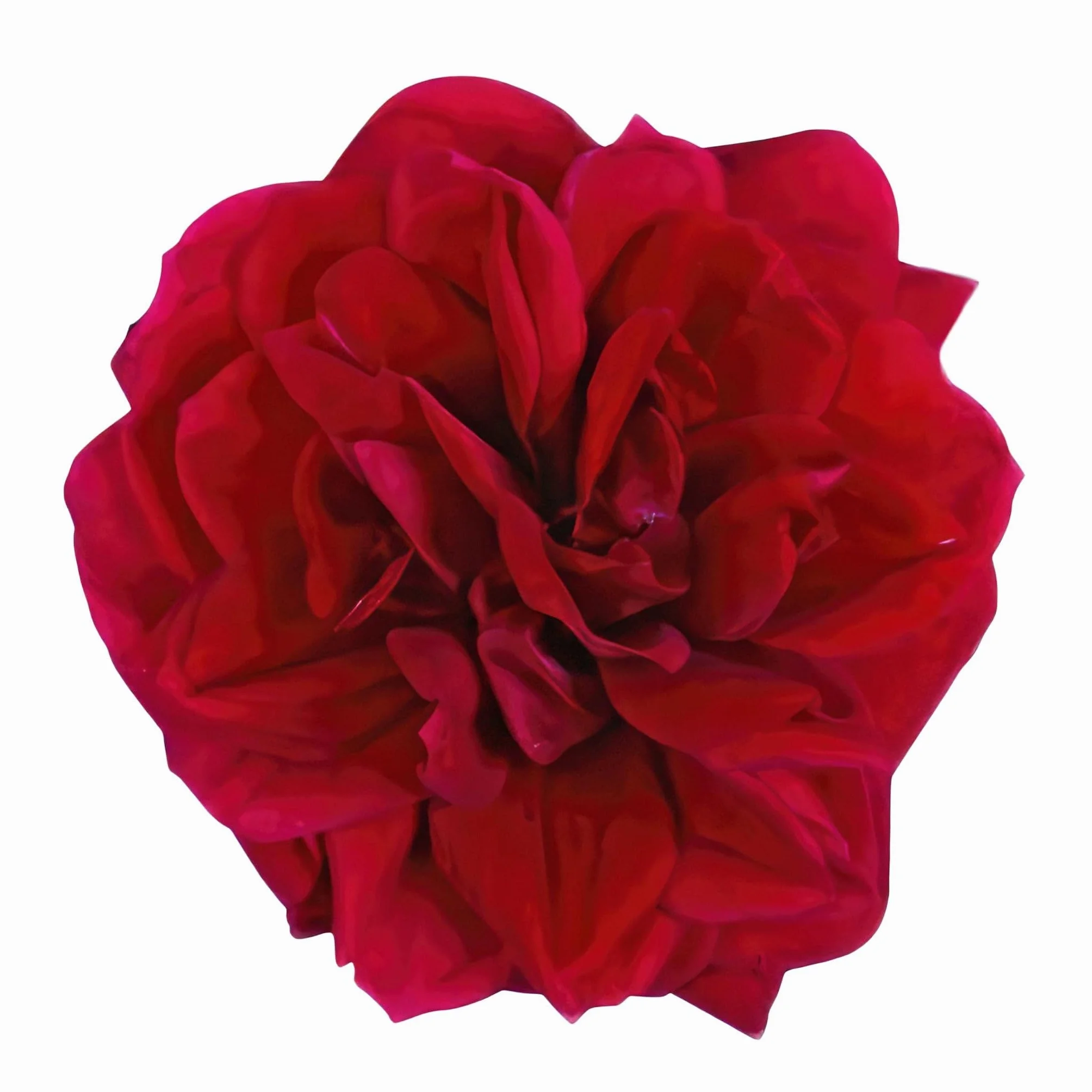 Rosier rouge plante fleurie d'extérieur