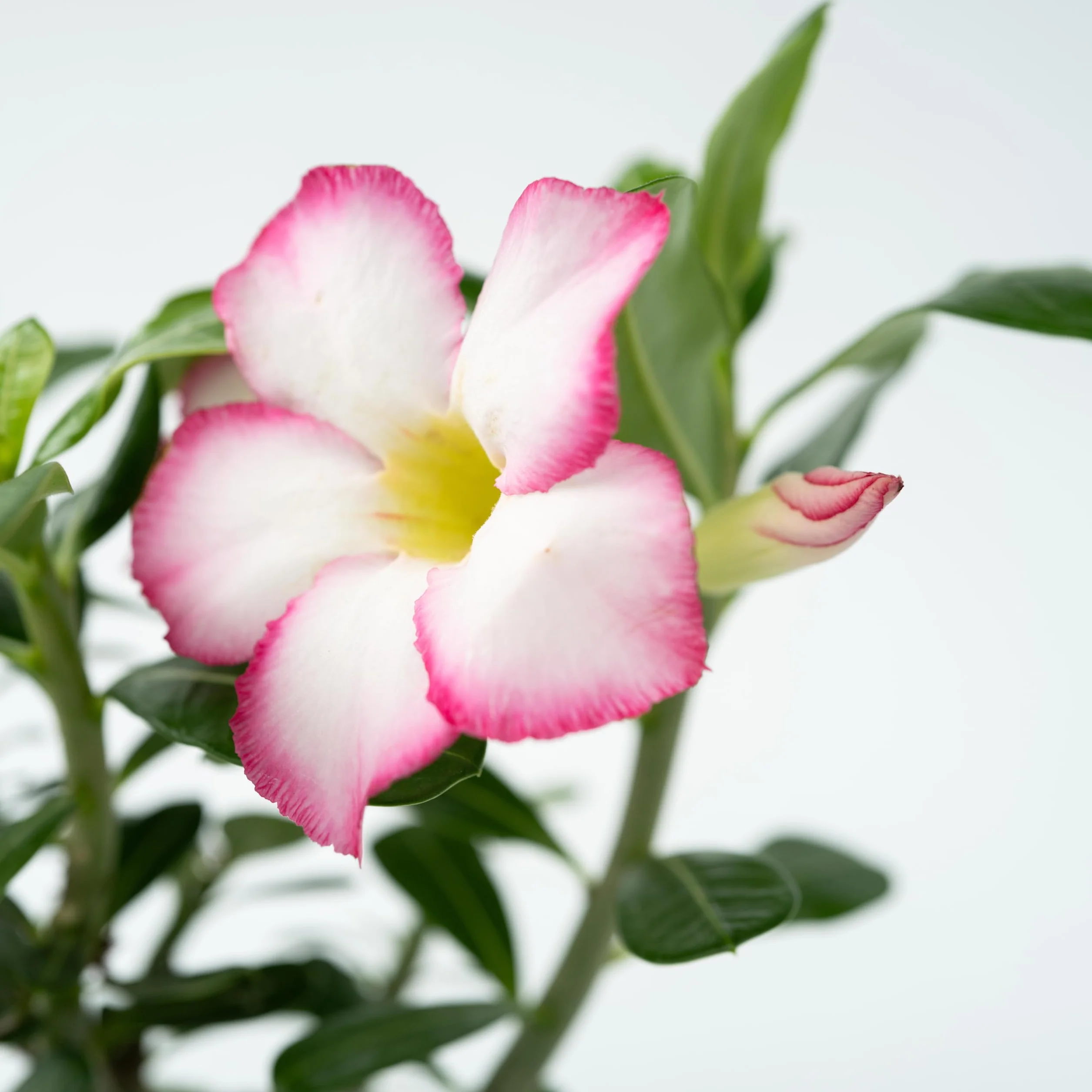 Adenium Obesum 'Étoile Rose' Rose du Désert Plante Exotique Pot 13cm 30-40cm