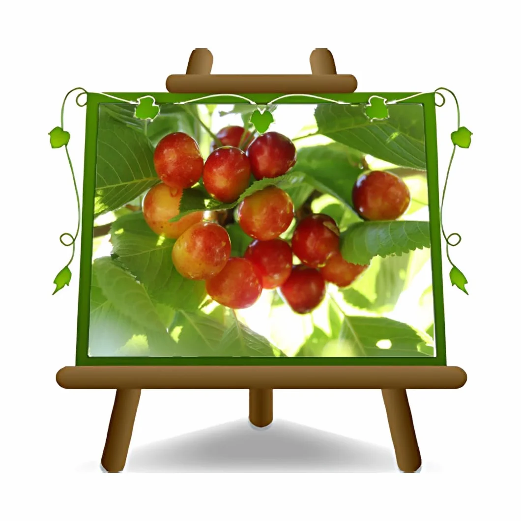 Cerisier doux Dolce Imperiale di Caserta plante fruitière autofertile pot 26 cm hauteur 180 cm âge 4 ans