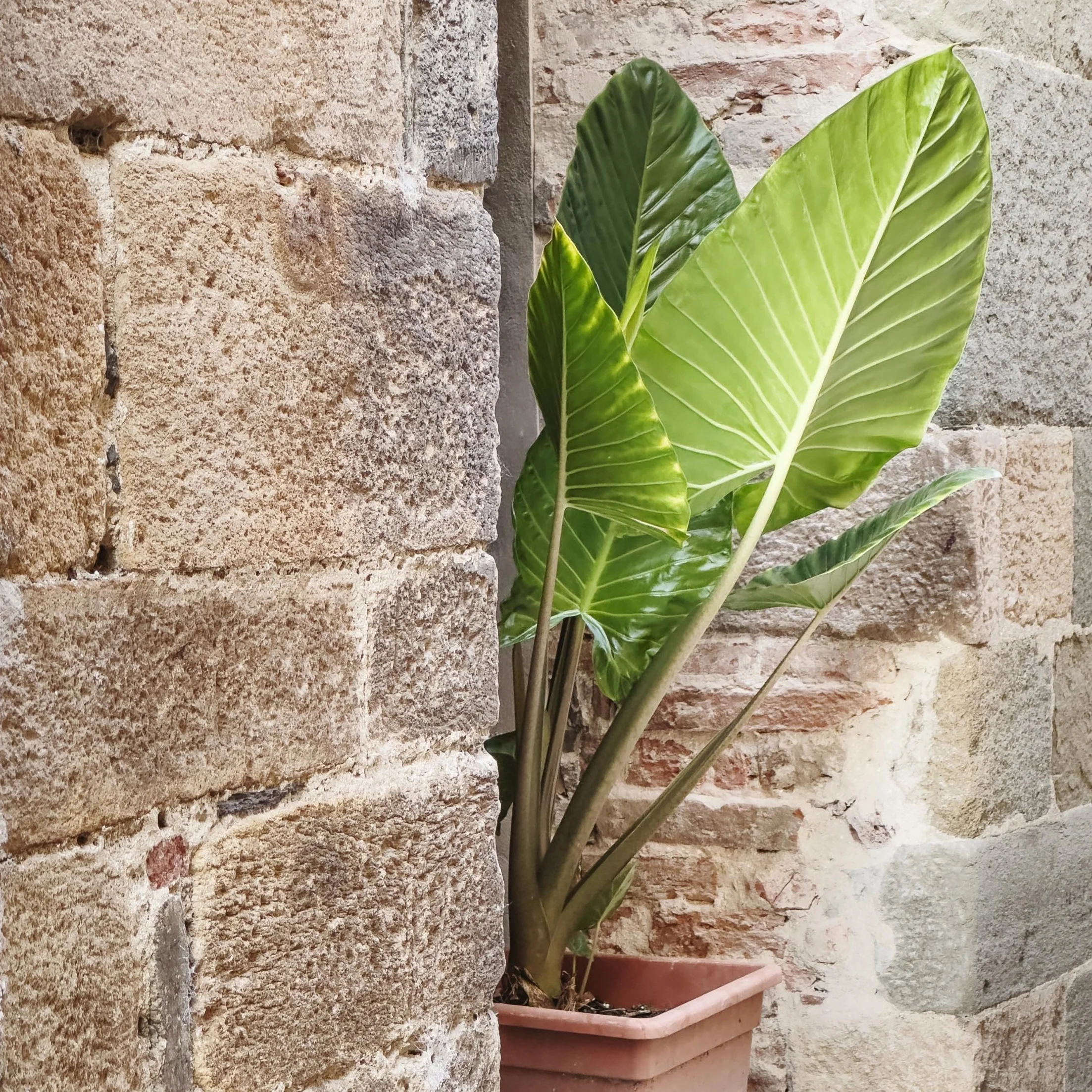 Alocasia Odora Oreille d'éléphant Pot 17cm Hauteur 55-75cm