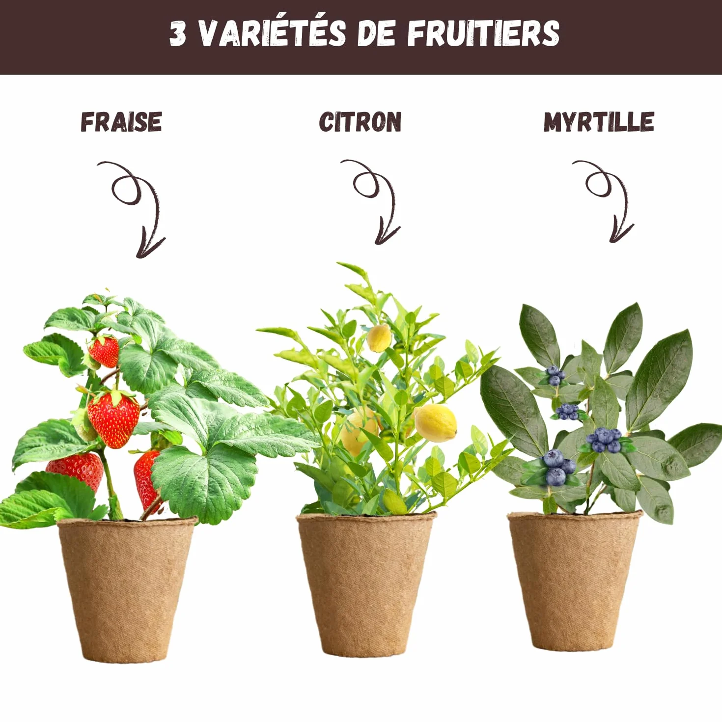 Kit Mini Fruitiers Prêt à Pousser Fraise Myrtille Mini Citronnier Graines Bio Jardin Intérieur Extérieur