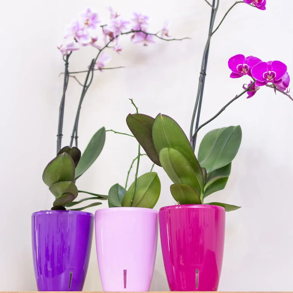 Santino ORCHIDEA Pot à Orchidée Arrosage Automatique 15 cm 2 L Transparent
