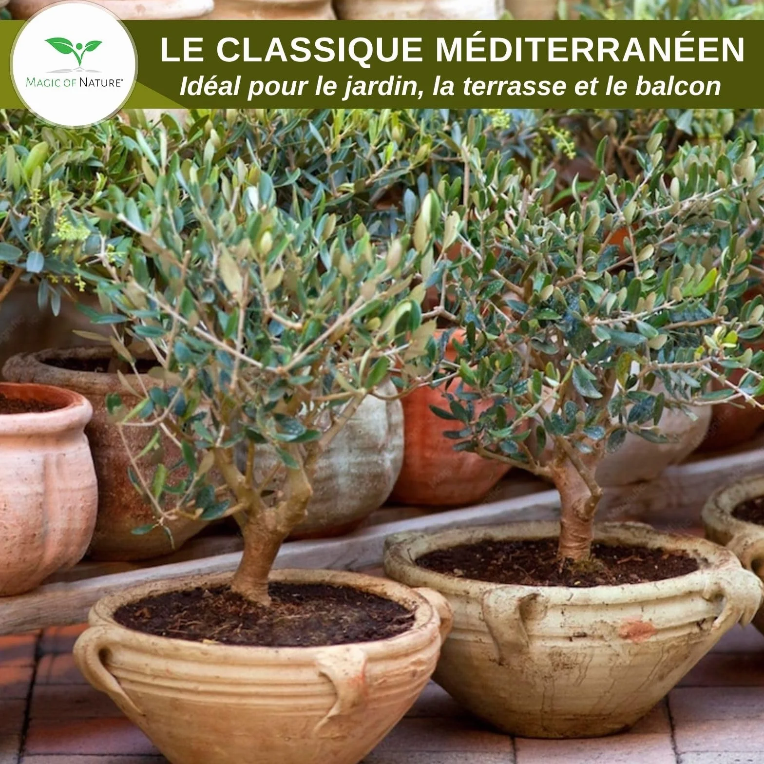 Graines d'Olivier Olea europaea 10 Pcs Arbre à Huile Jardin Balcon Bonsaï