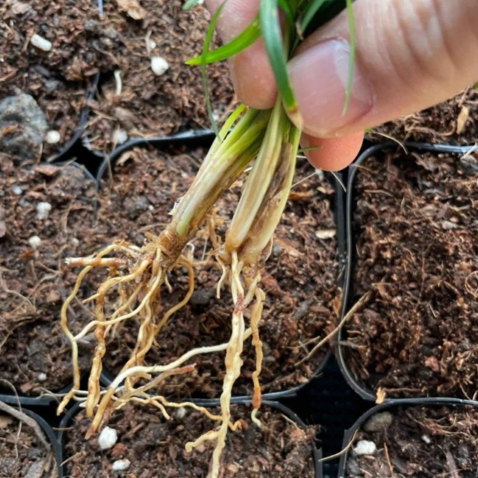 Orchidée Cymbidium Rhizomes, résistant à l'hiver, intérieur idéal