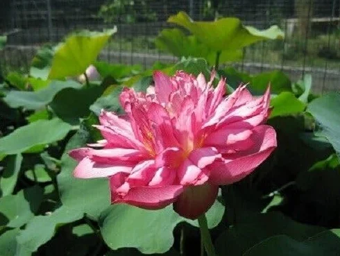 Nelumbo 'Ben Gibson' Rhizome de Lotus – Plante Aquatique Facile à Cultiver