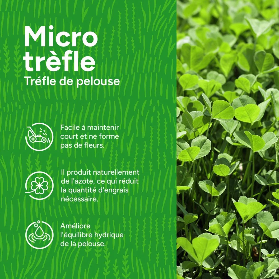Micro-trèfle 250 g pour 75 m² Résistant à la sécheresse Pelouse extra dense sans mousse Libération lente d'azote