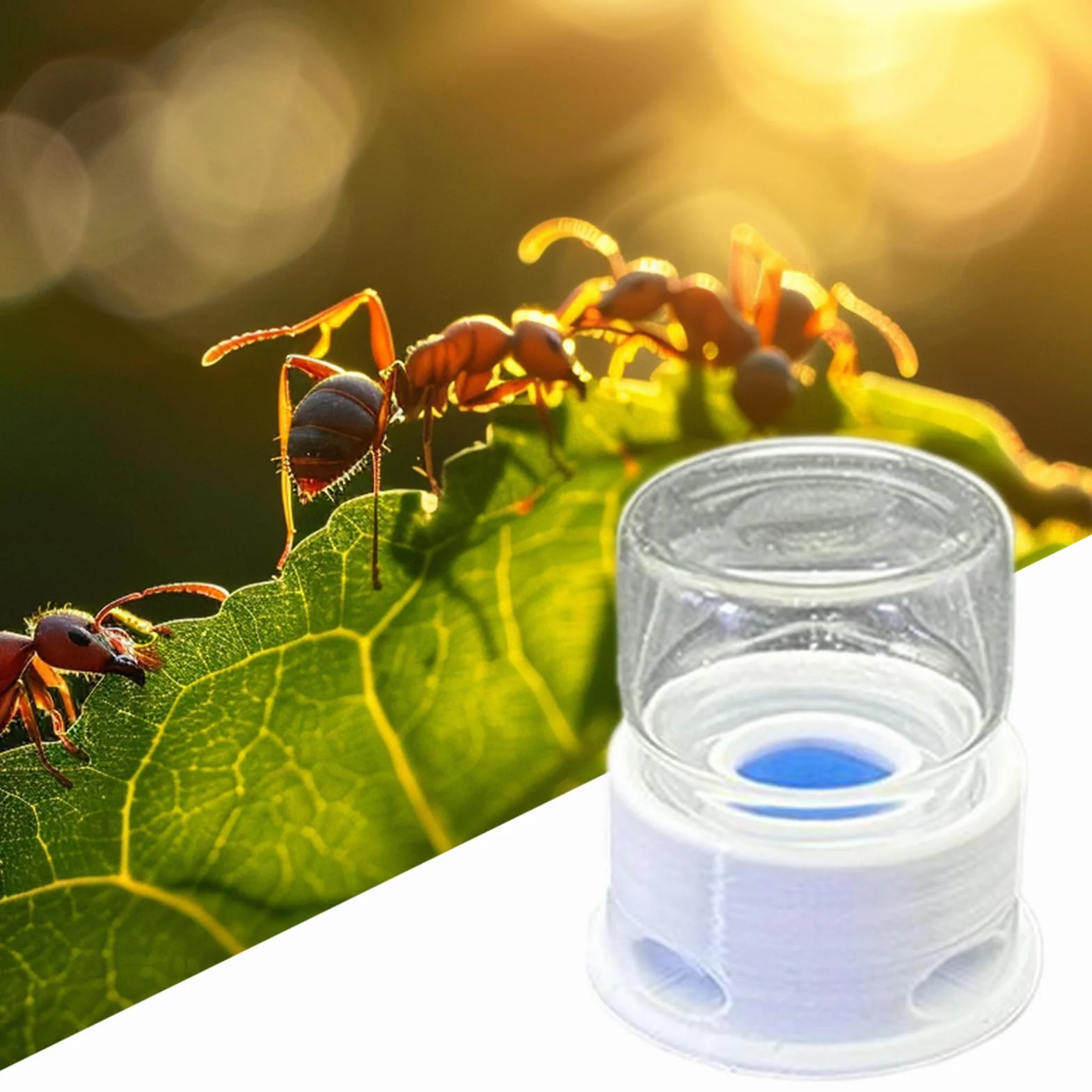 Distributeur pour Fourmis, Fontaine À Eau pour Abeilles, Distributeur À Boisson Transparent Multifonction