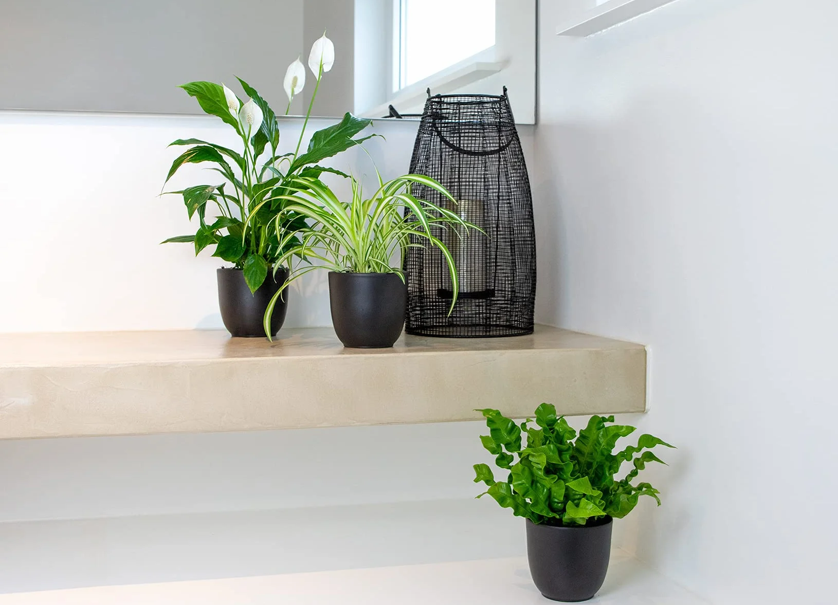 Bloomique Lot de 3 Spathiphyllum Asplenium Chlorophytum Dépolluantes 25-45 cm