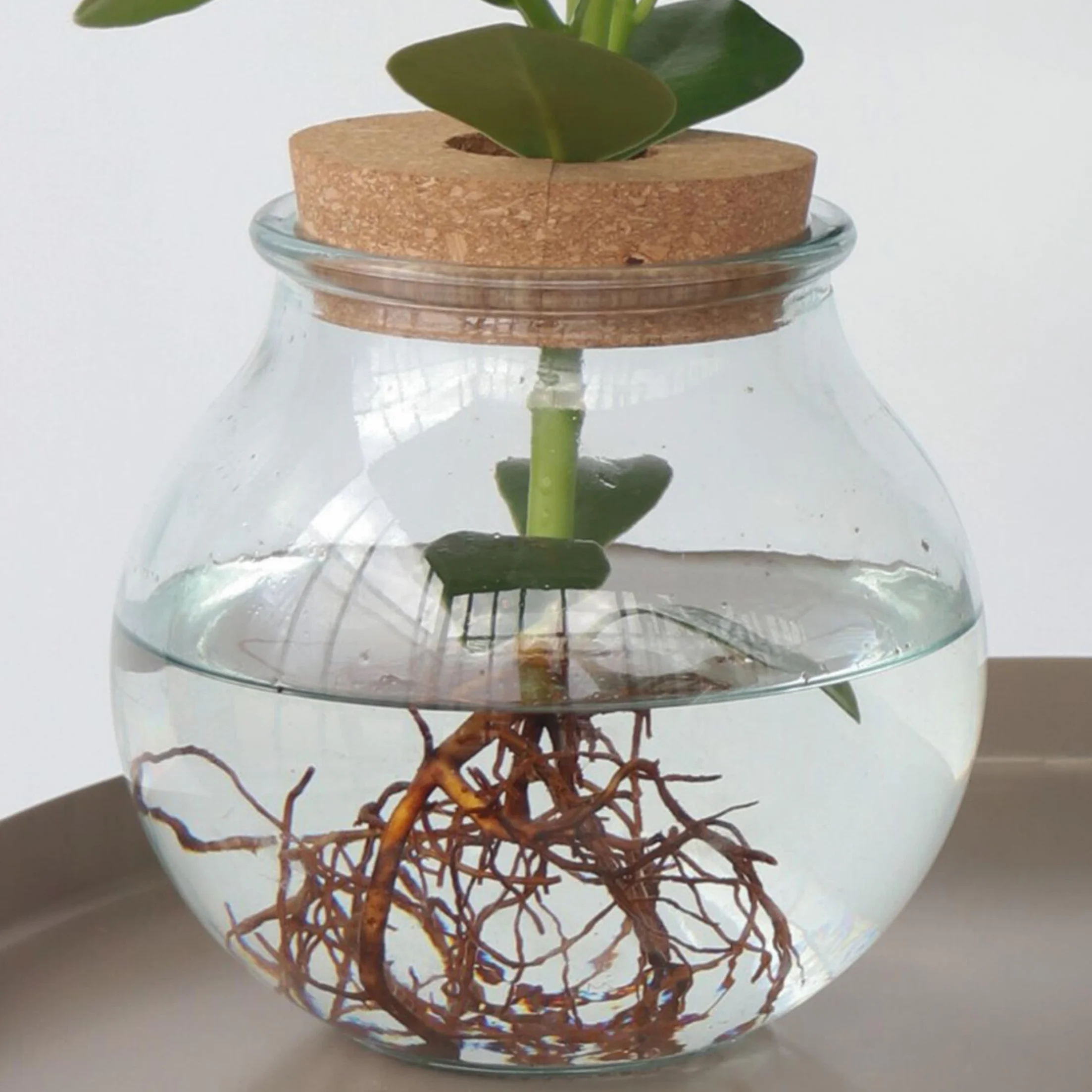 Clusia en verre Hydroponique Plante d'intérieur dans l'eau