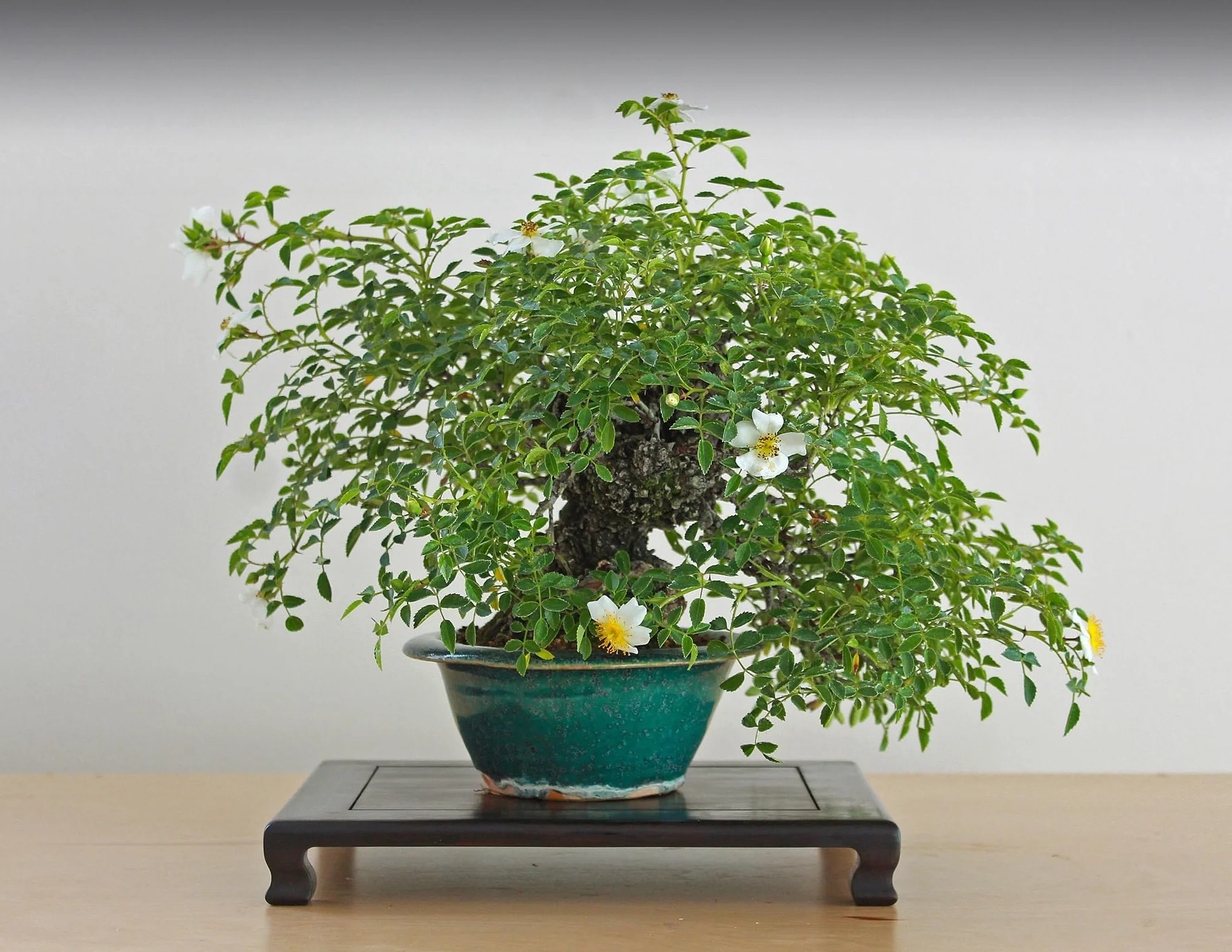 Ensemble de graines de bonsaï 7 variétés - Graines de plantes d'intérieur