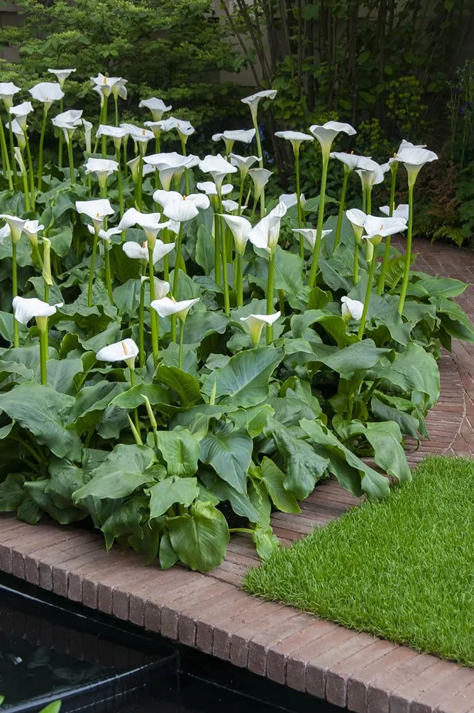 Bloomique Zantedeschia Aethiopica Arum blanc Plantes de bassin Résistante au gel Hauteur 10-20 cm Pot 9 cm
