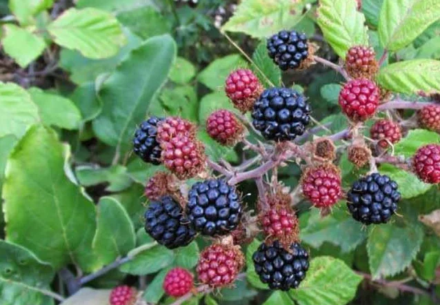 Graines de Mûre Sauvage – Ronce à Feuilles d’Orme – Rubus ulmifolius – Fruit Noir et Rouge – Jardin