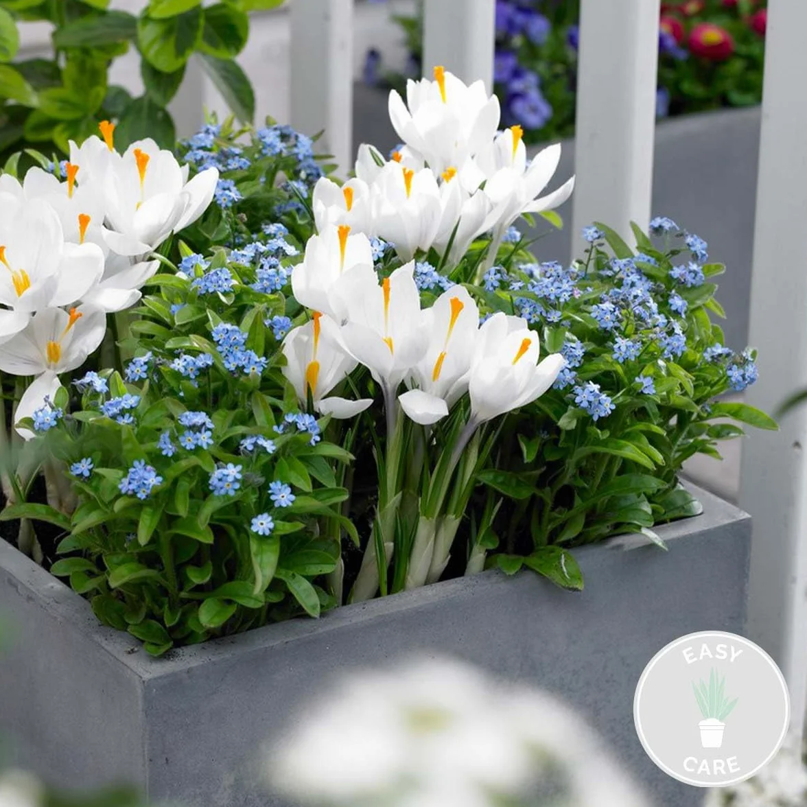 Bloomique Myosotis Palustris Plantes de bassin Plantes aquatiques Rustique Hauteur 10-20 cm Pot 9 cm