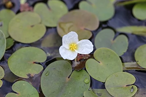 Hydrocharis morsus-ranae Plantes de bassin Plantes flottantes